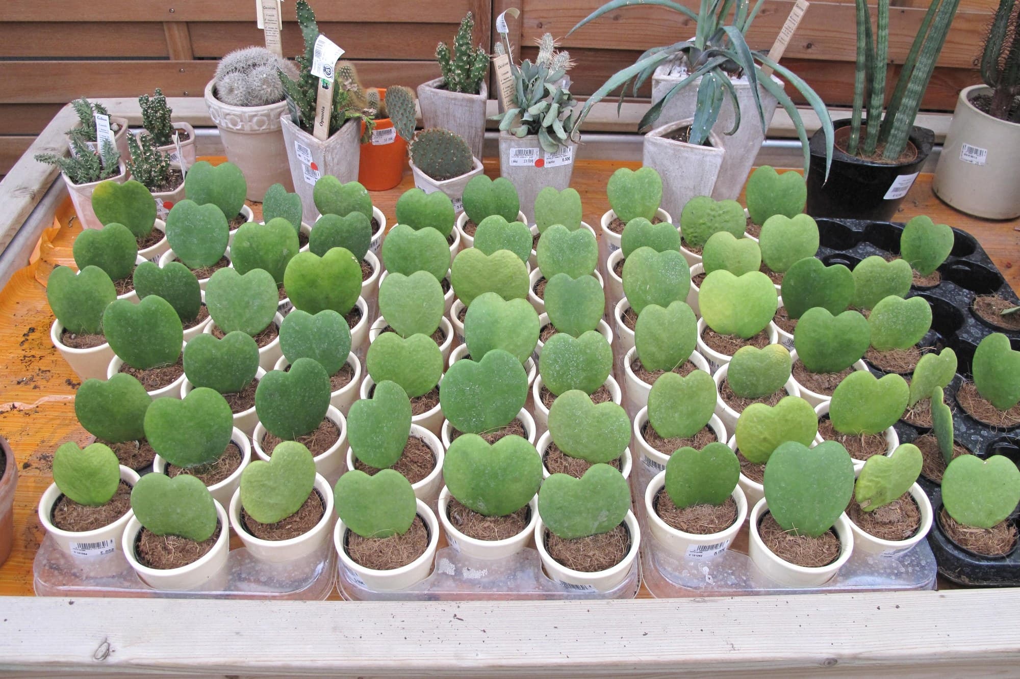 Must-Visit Plant Nurseries and Garden Centres in Melbourne