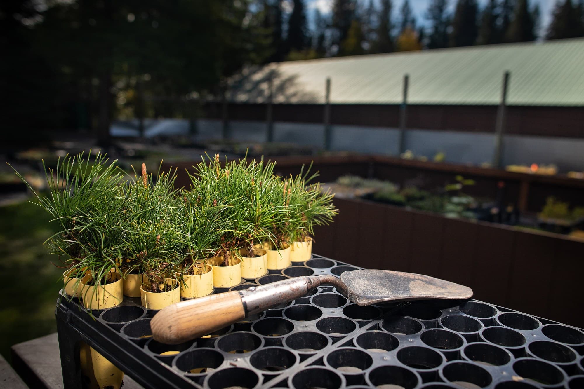 Seedling tubes and a trowel on a nursery bench