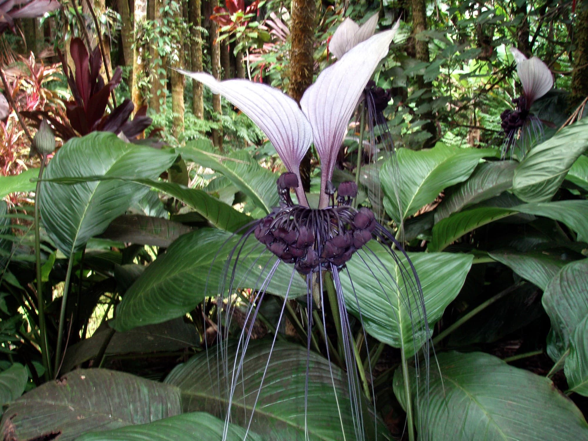 White bat flower (Tacca integrifolia)