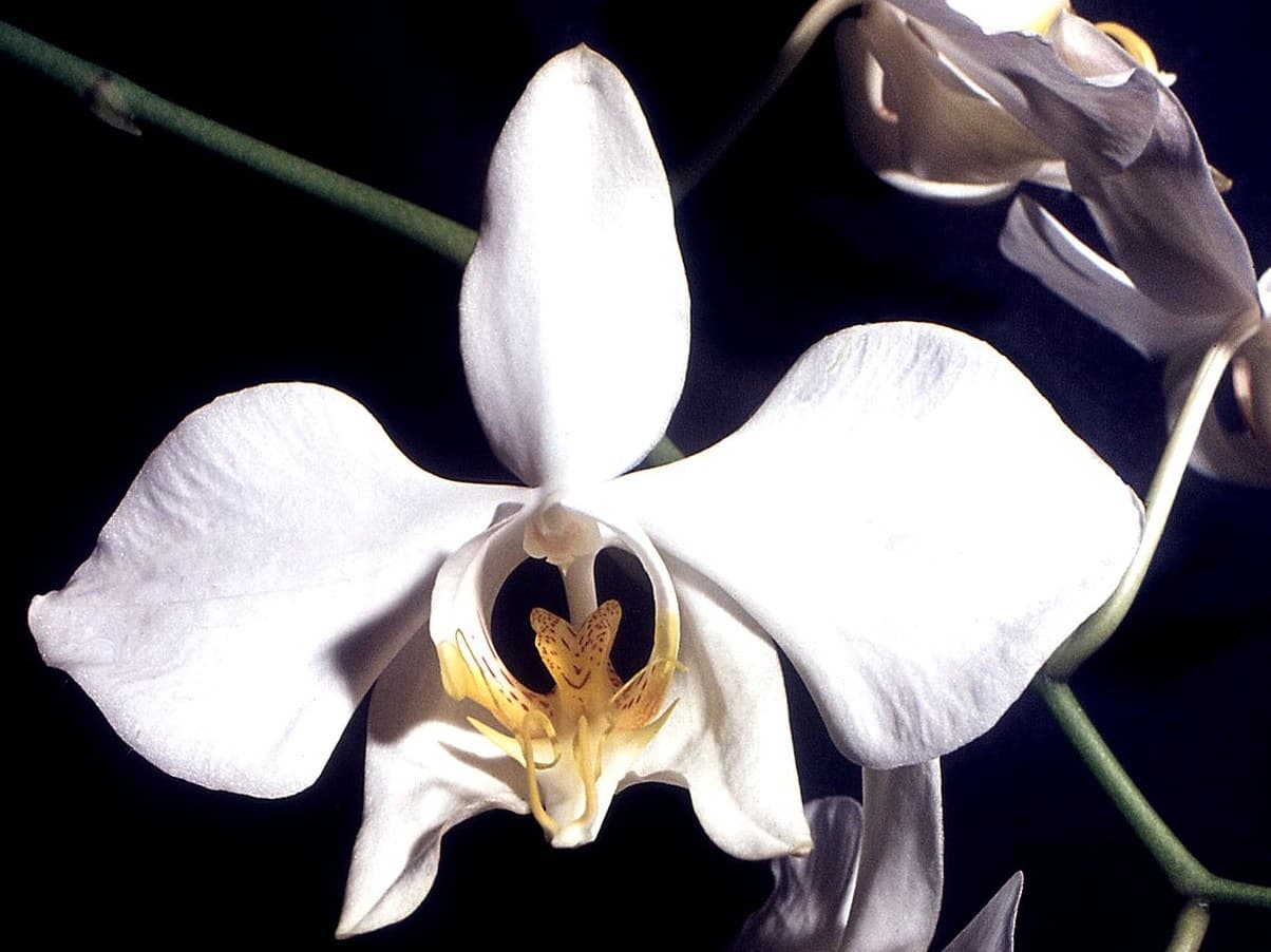 Moth Orchid (Phalaenopsis amabilis) flower
