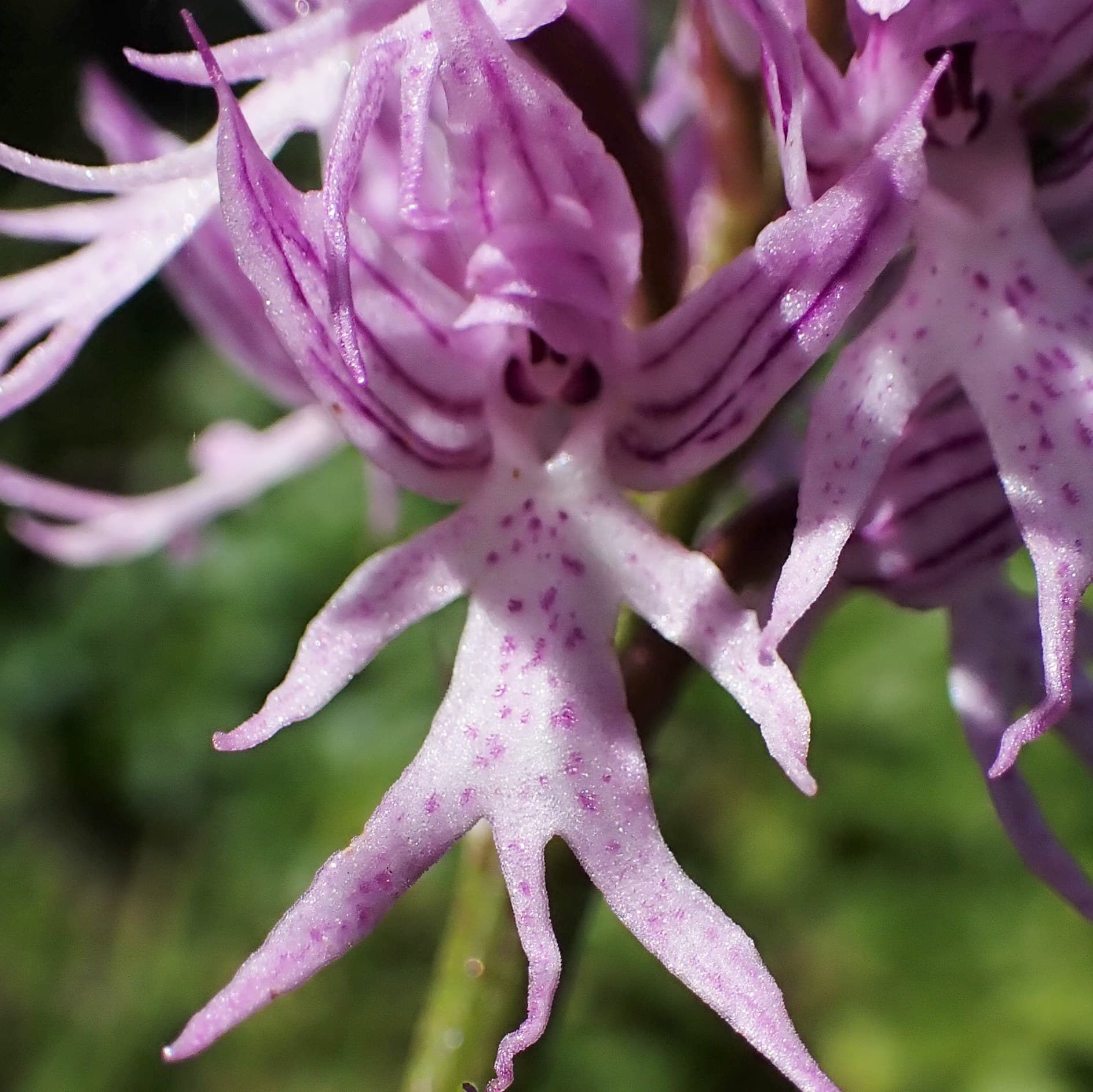 Naked Man Orchid (Orchis italica) flower