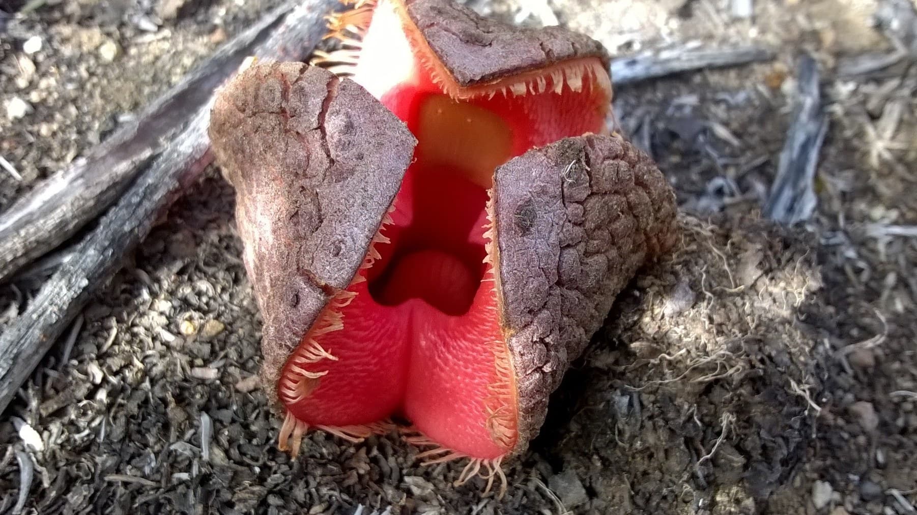 Subterranean Plant (Hydnora africana) flower