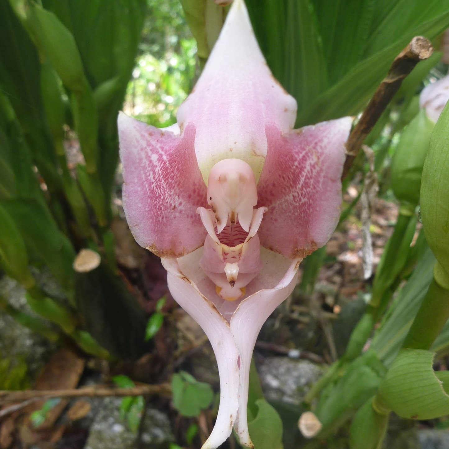 Anguloa virginalis, a close relative of the swaddled babies orchid (Anguloa uniflora)