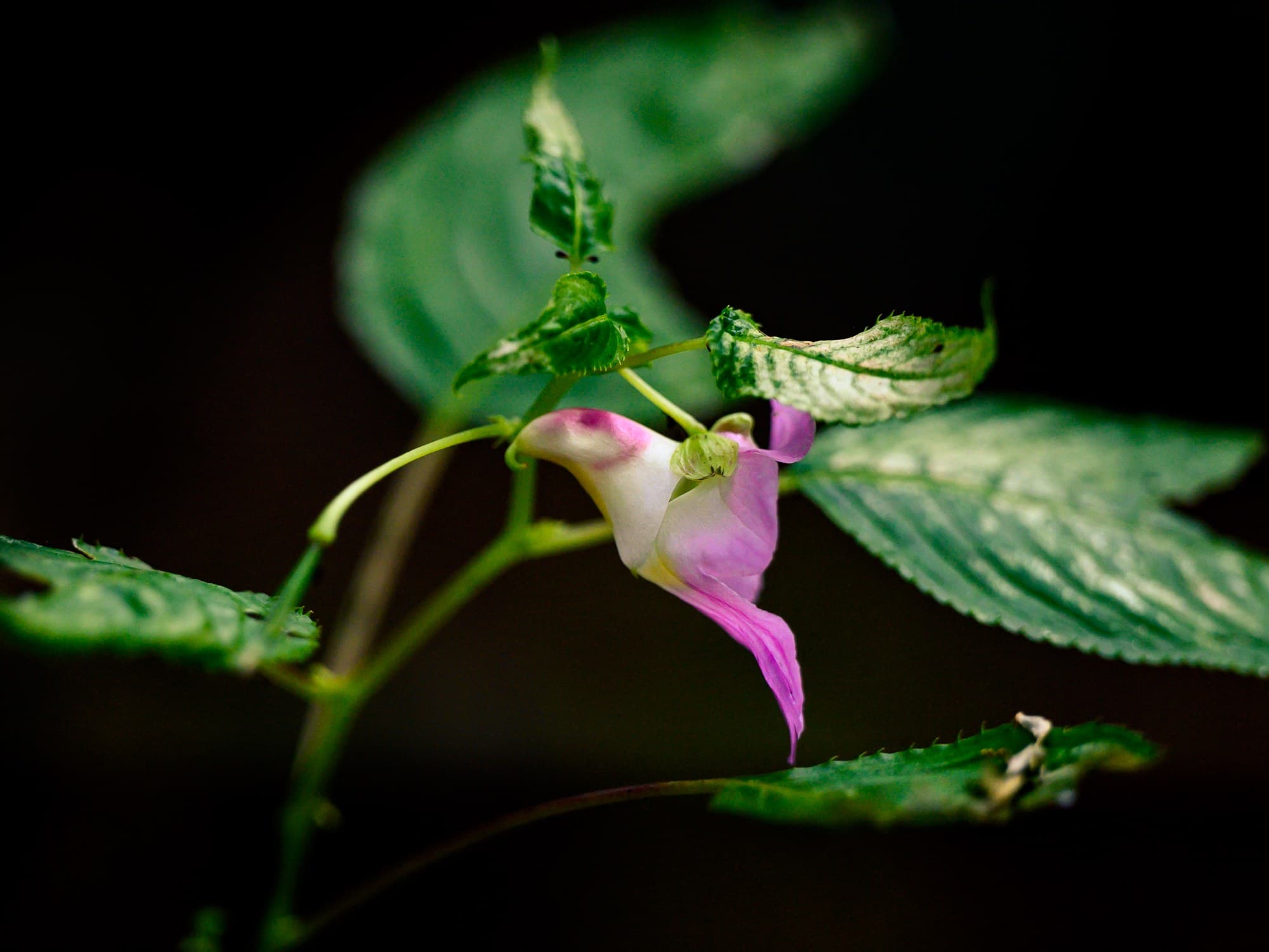 Parrot flower (Impatiens psittacina) in Chiang Dao, northern Thailand