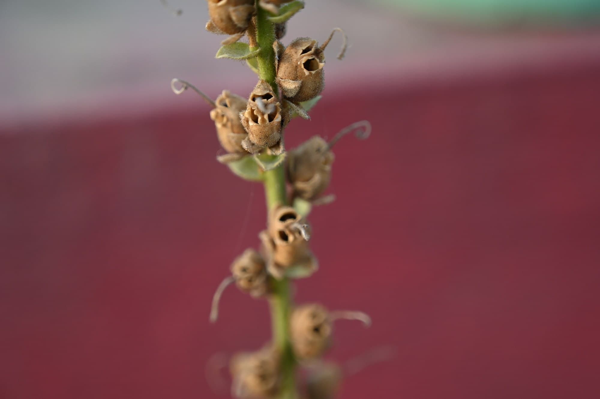 Dried snapdragon seed pods that look like tiny skulls