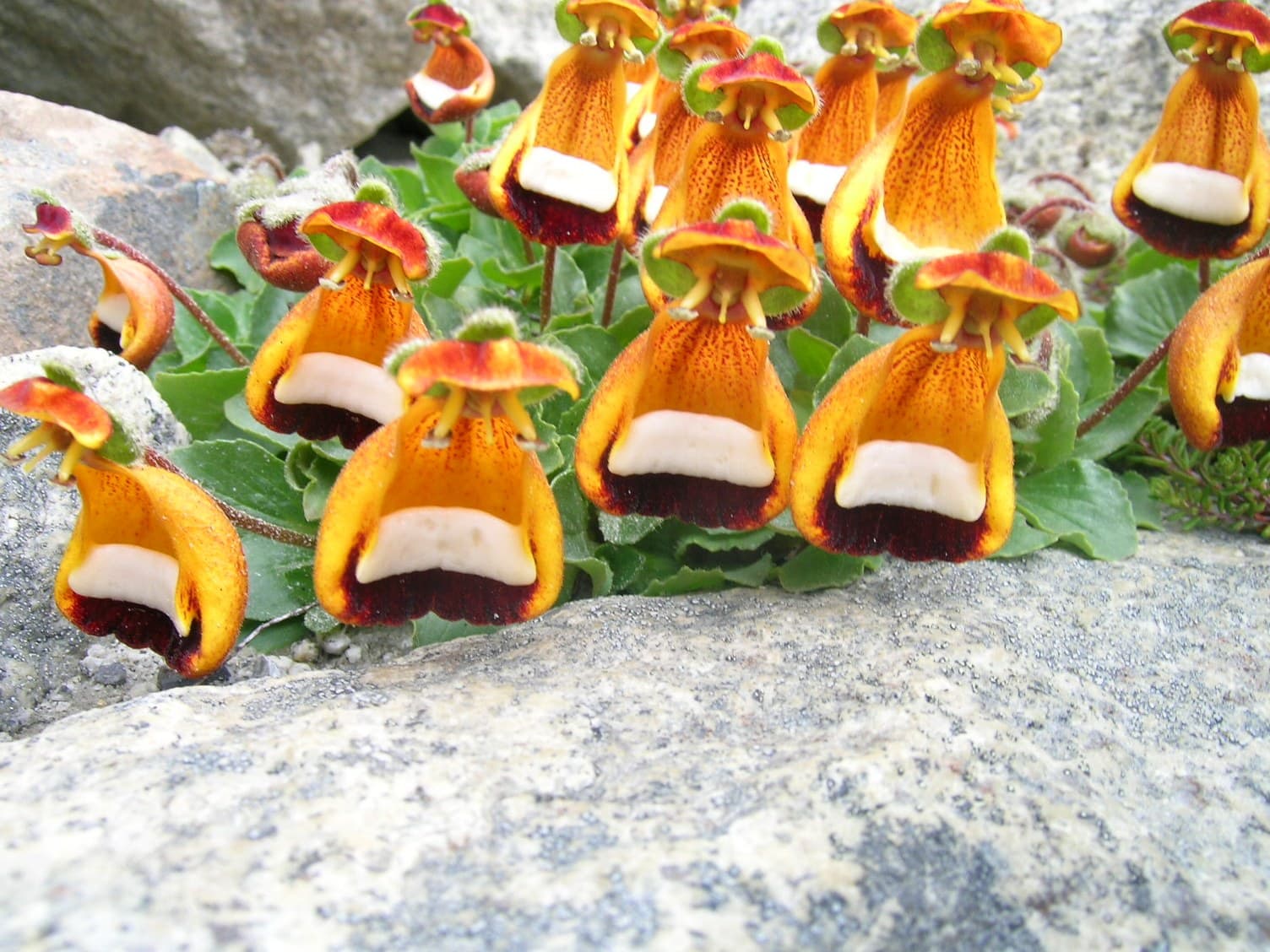 Chamber Maids (Calceolaria uniflora) flower