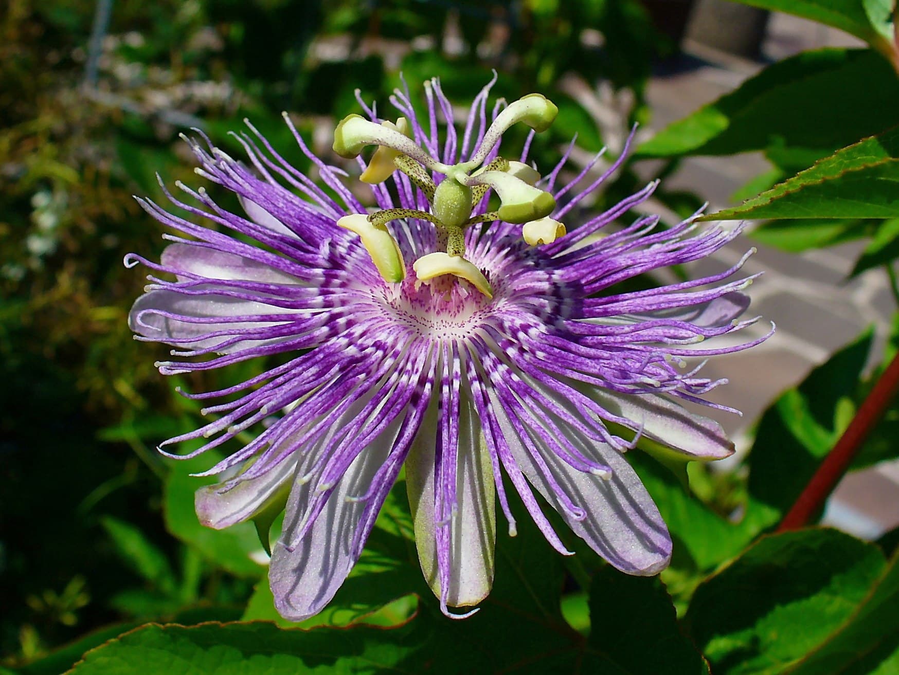 Passion Flower (Passiflora incarnata) flower