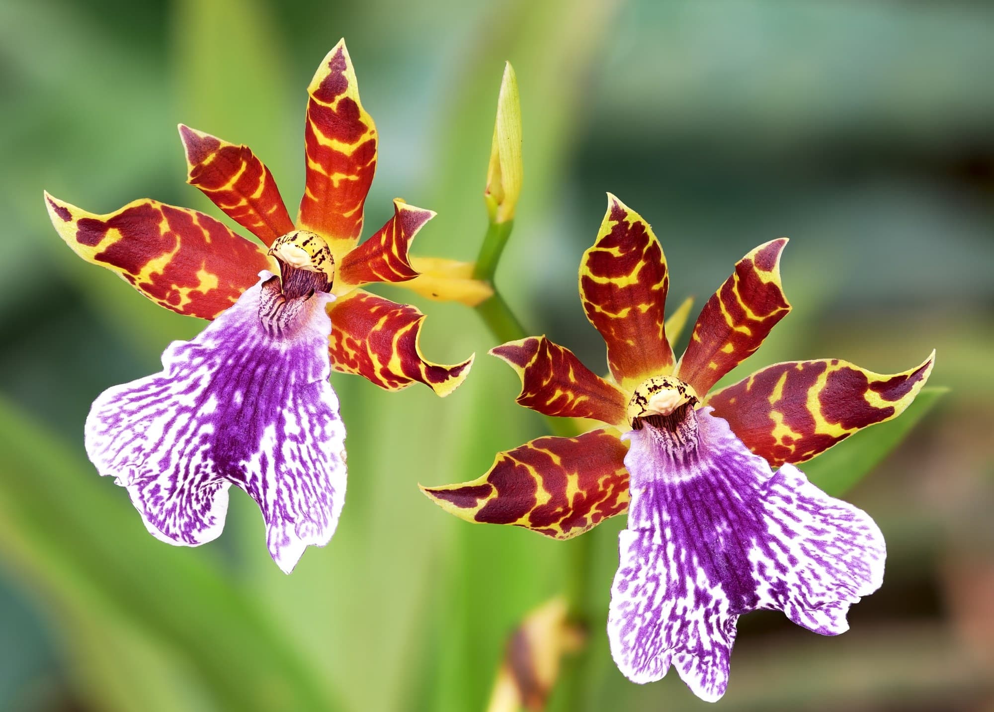 Angel Orchid (Zygopetalum rhein) flower