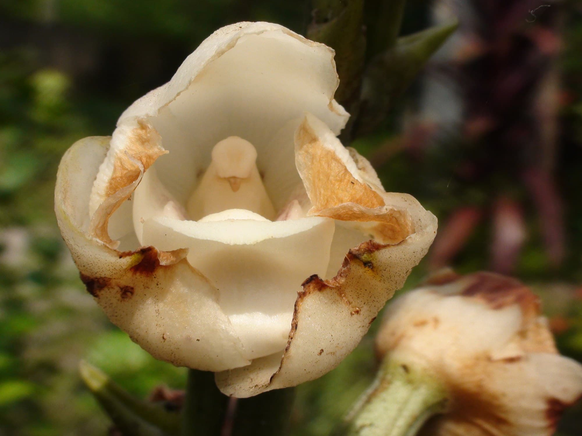Dove Orchid Or Holy Ghost Orchid (Peristeria elata) flower