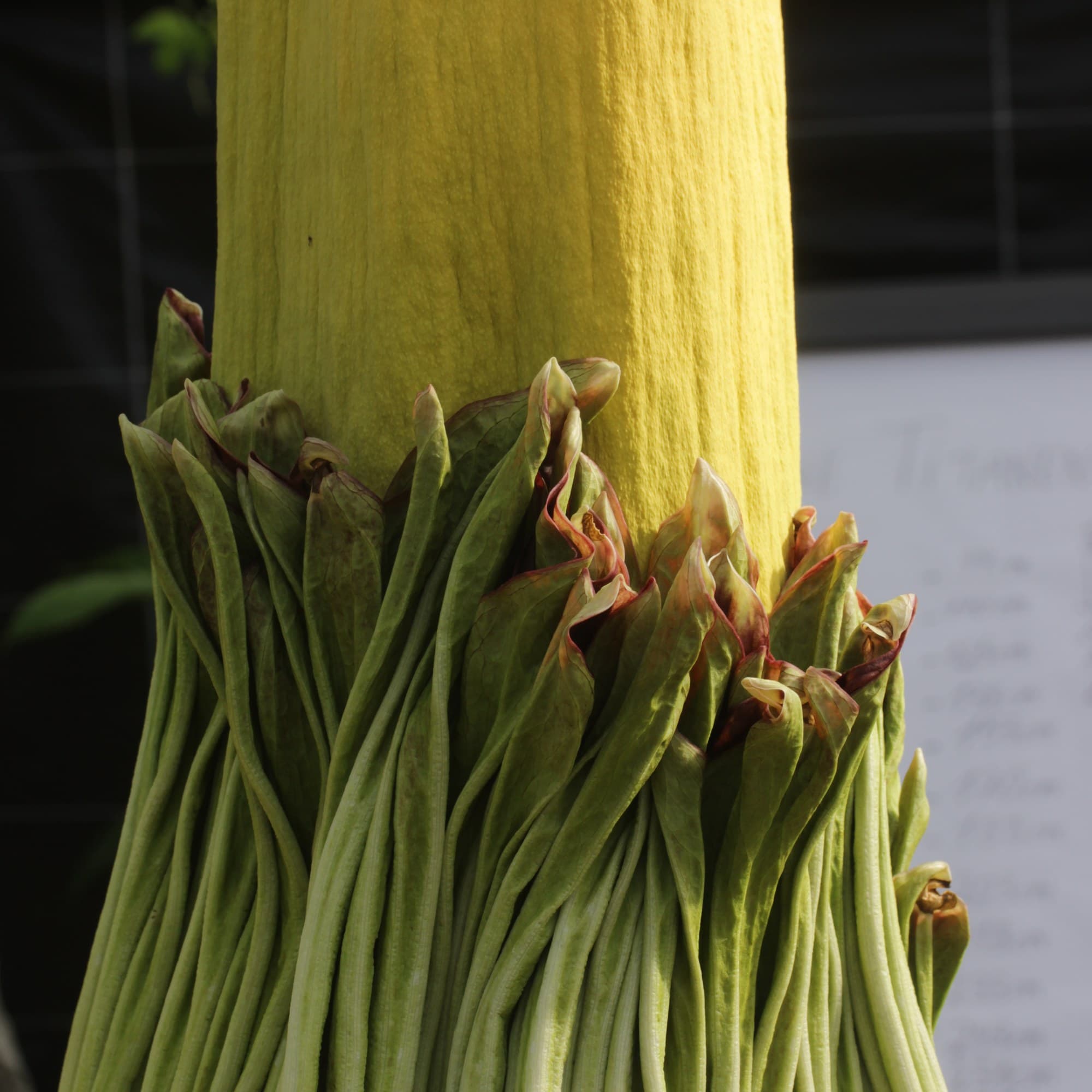 Titan arum (Amorphophallus titanum) in bloom
