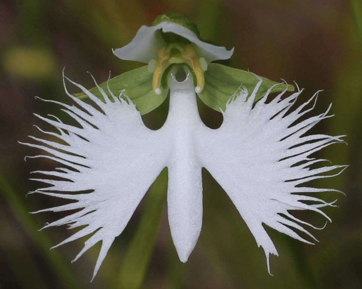 White Egret Orchid (Pecteilis radiata) flower