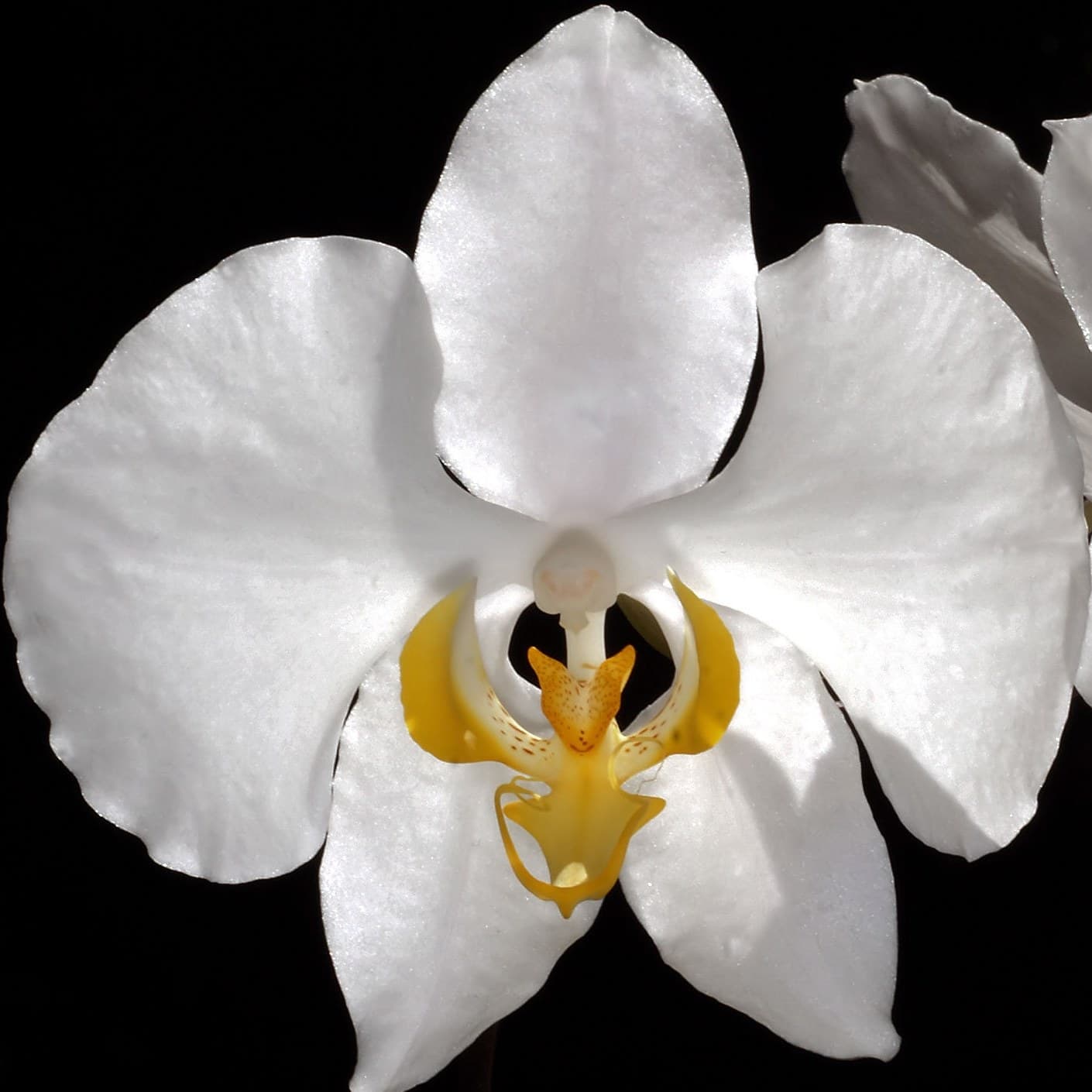 White moth orchid (Phalaenopsis amabilis) flower