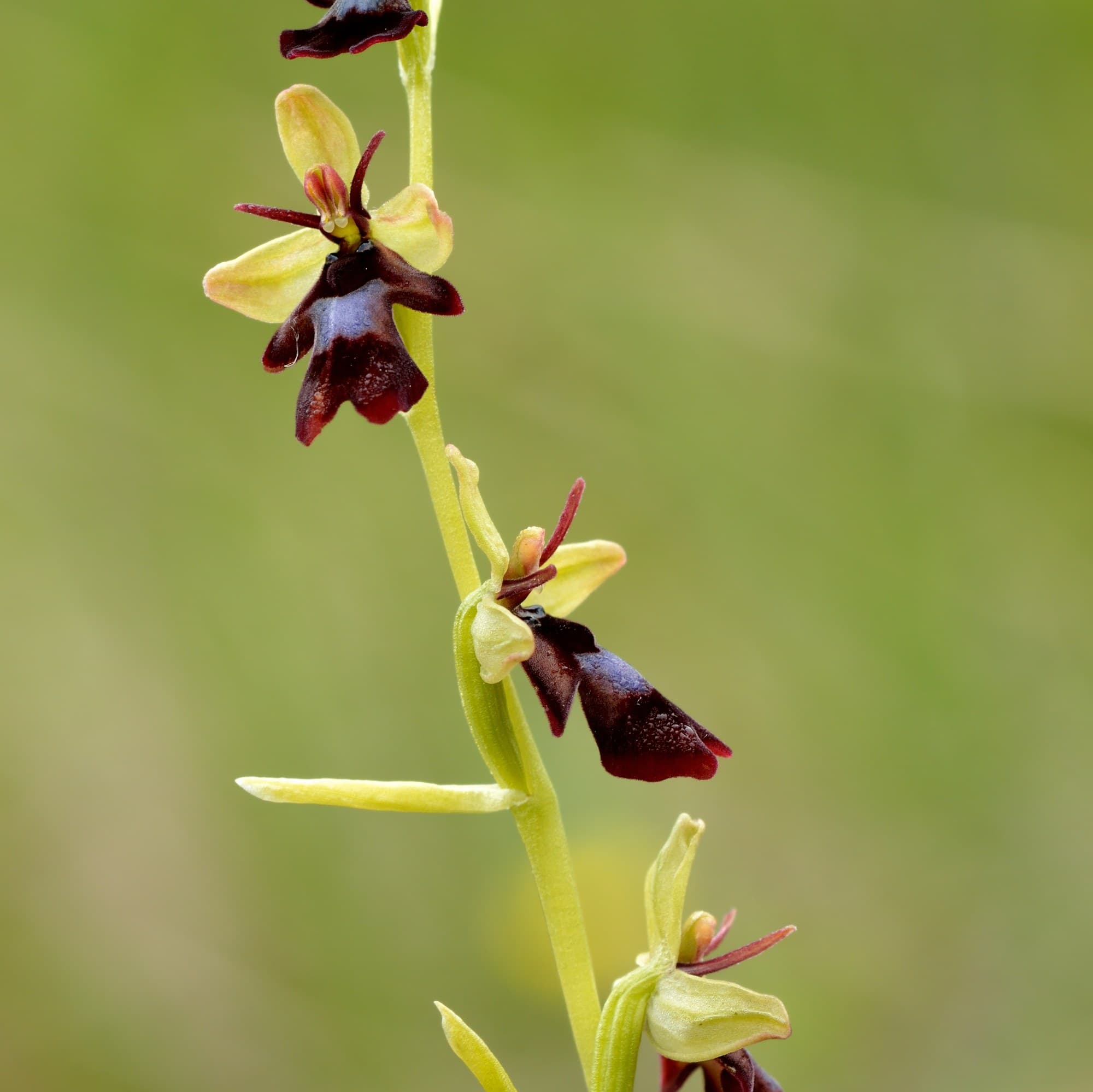 Fly Orchid (Ophrys insectifera) flower