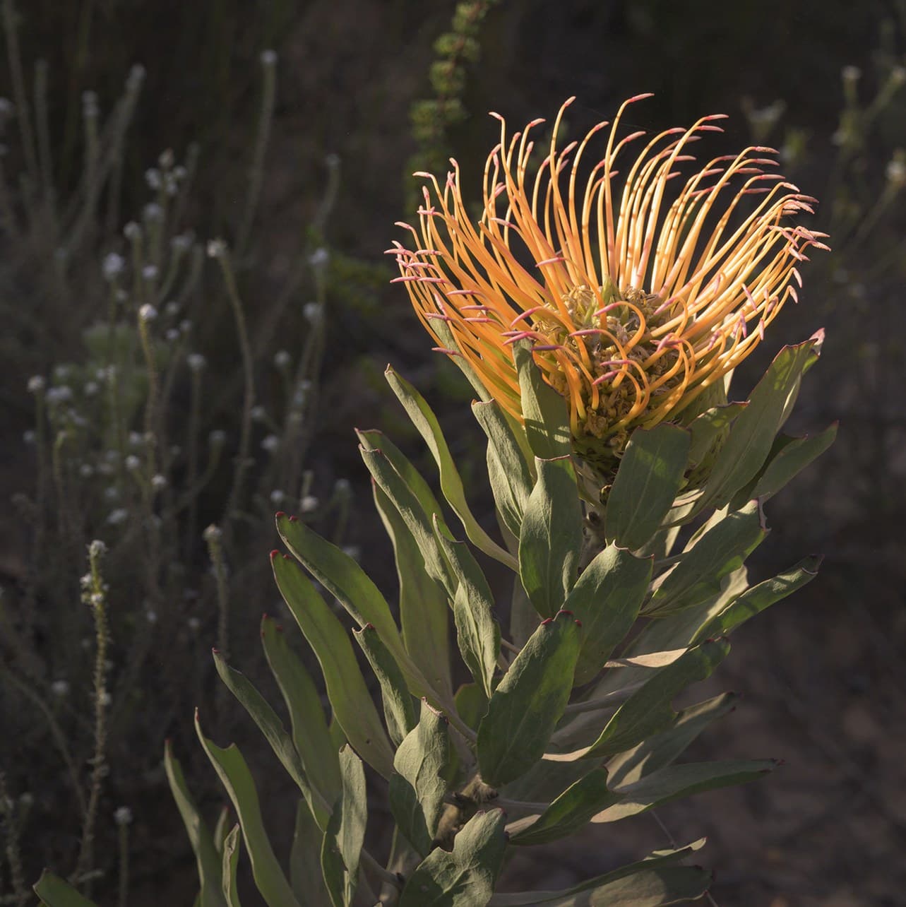 Protea Pinwheel (Leucospermum catherinae) flower