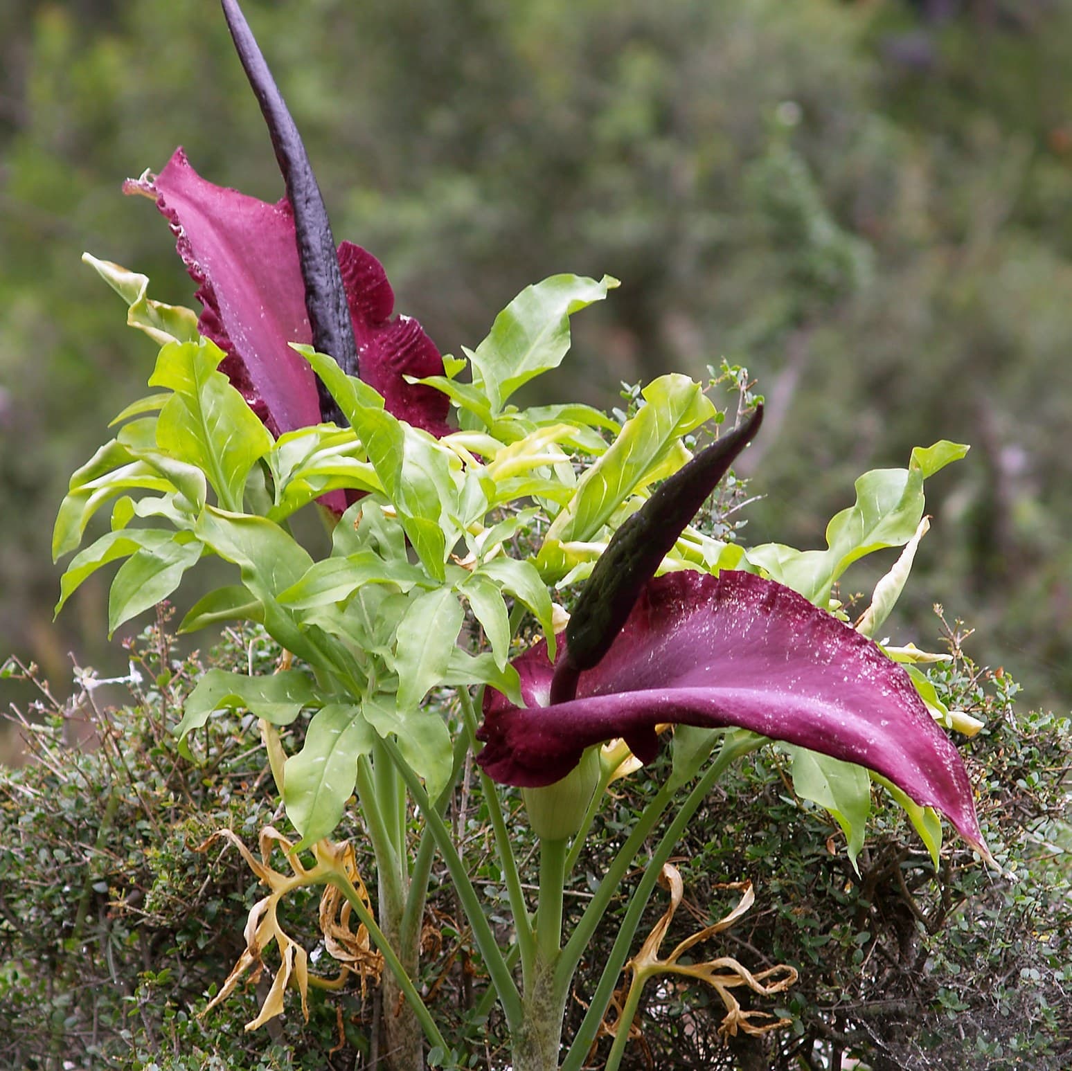 Voodoo Lily (Dracunculus vulgaris) flower