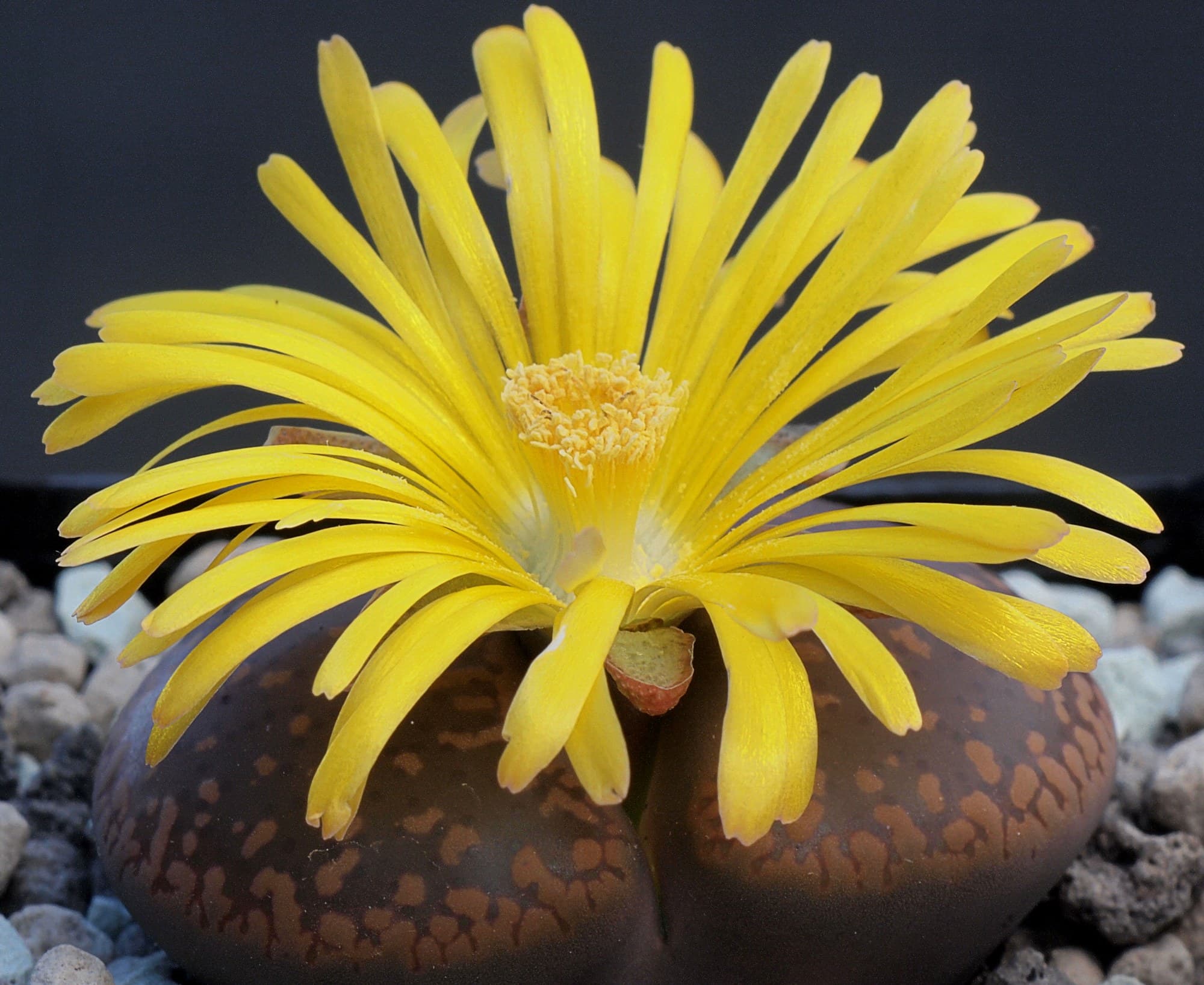Lithops (living stones) in flower
