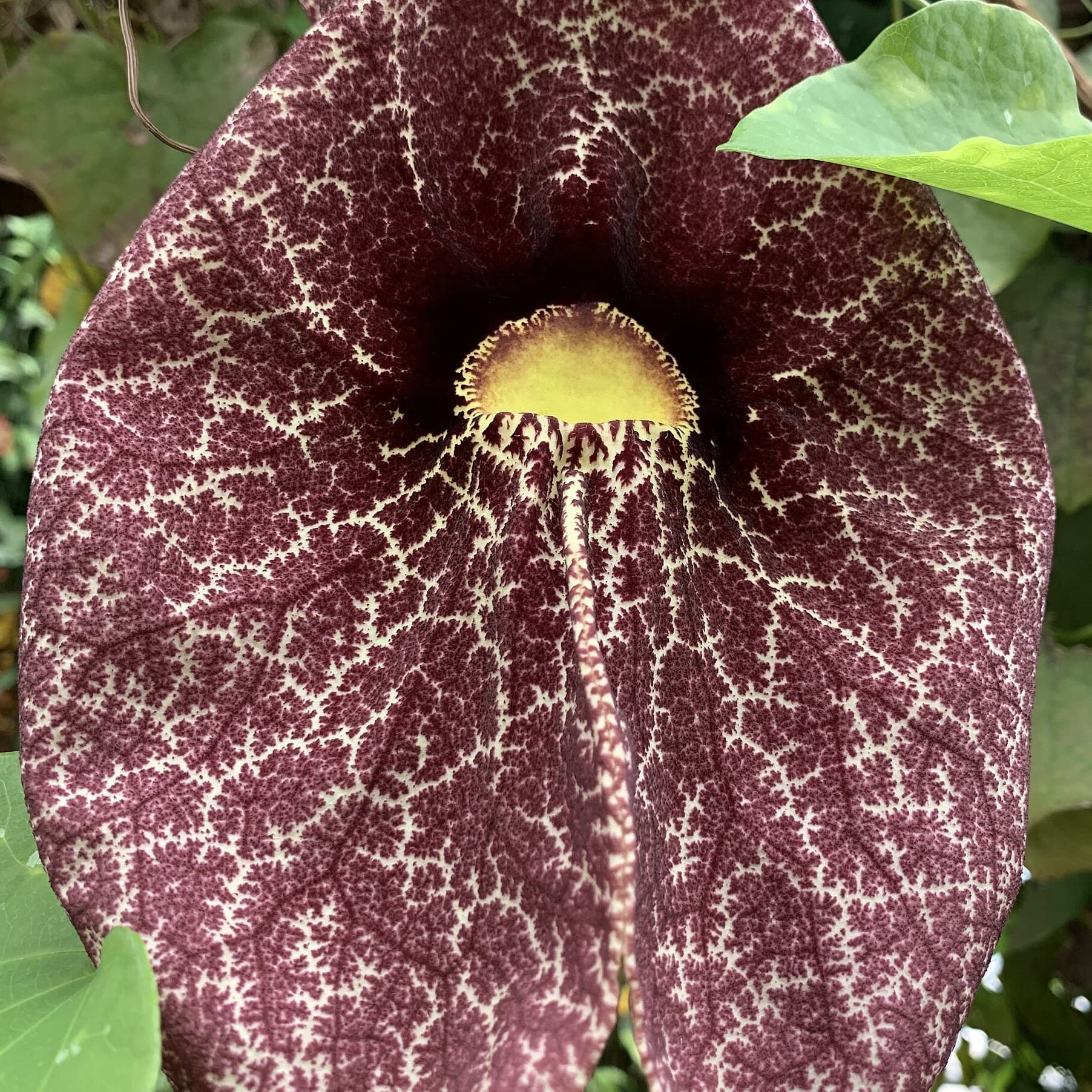 Brazilian Dutchman’s Pipe (Aristolochia gigantea) flower