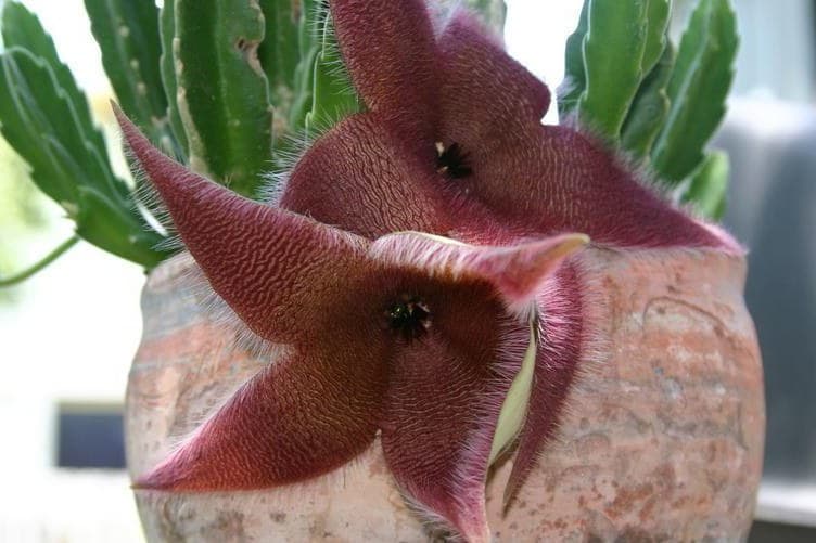Star Flower (Stapelia grandiflora) flower