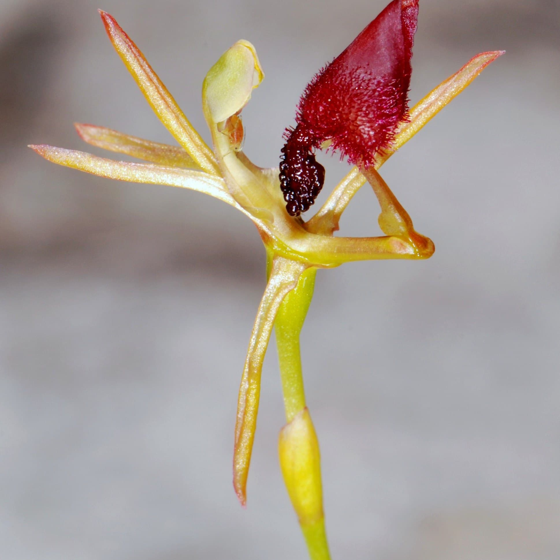 Hammer Orchid (Drakaea glyptodon) flower
