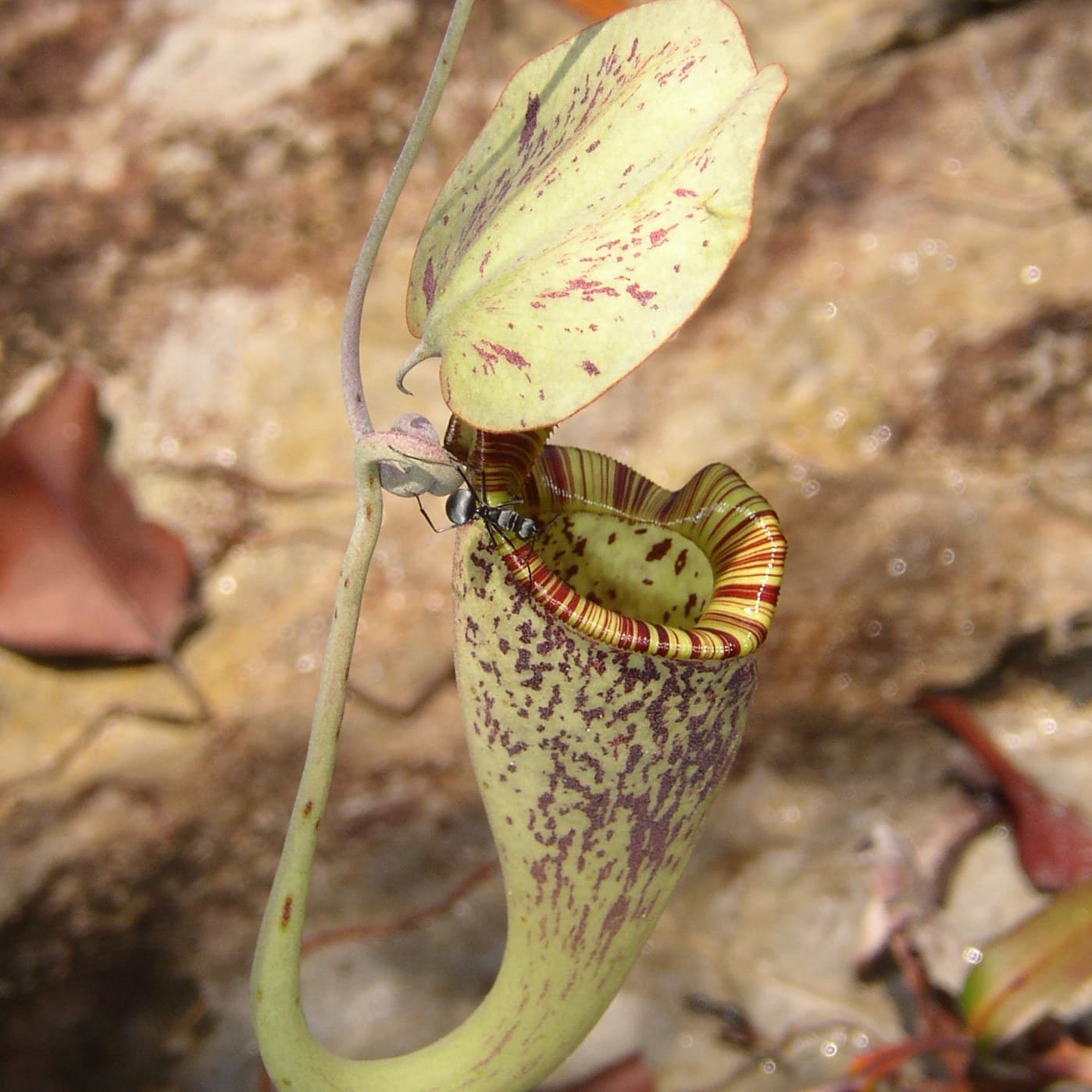 Tropical pitcher plant (Nepenthes) flower