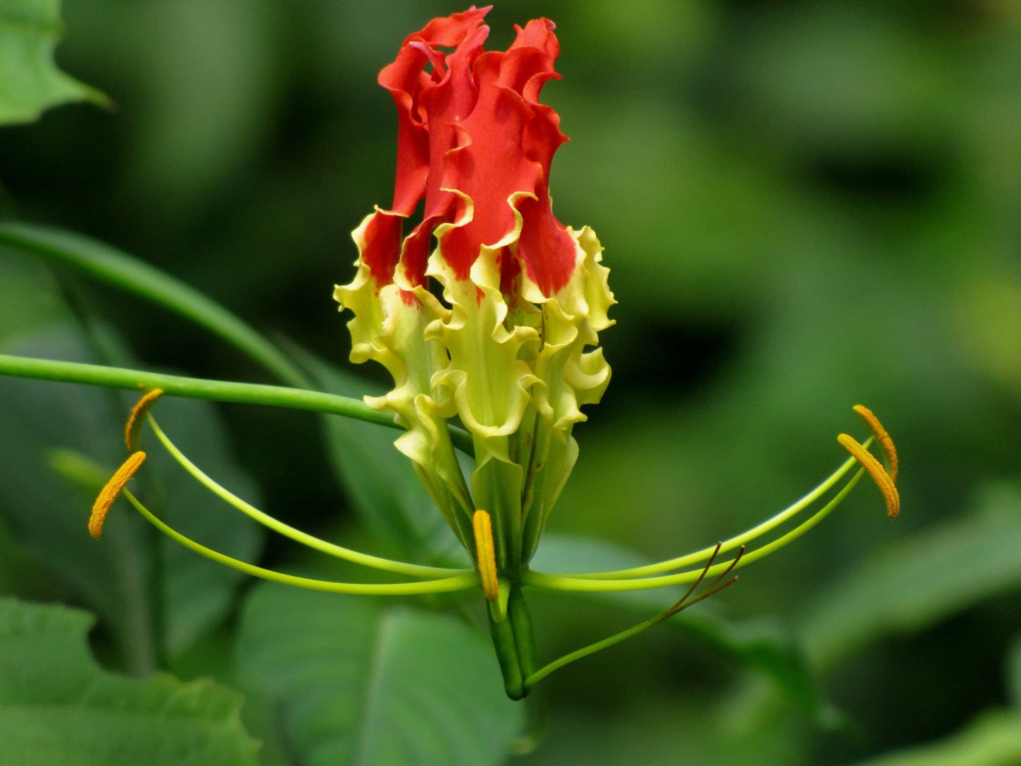 Flame lily (Gloriosa superba) flower