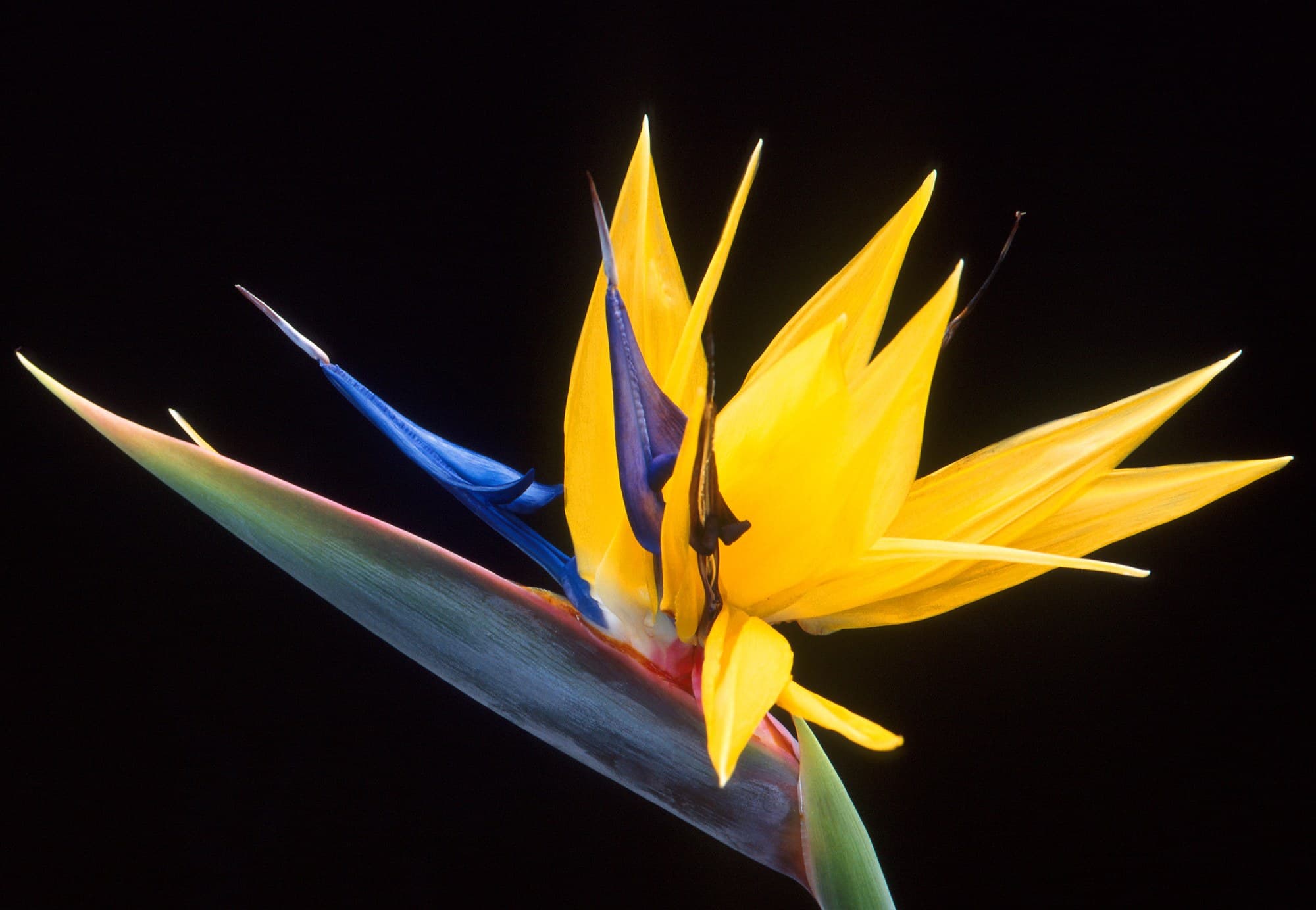 Birds of Paradise (Strelitzia) flower