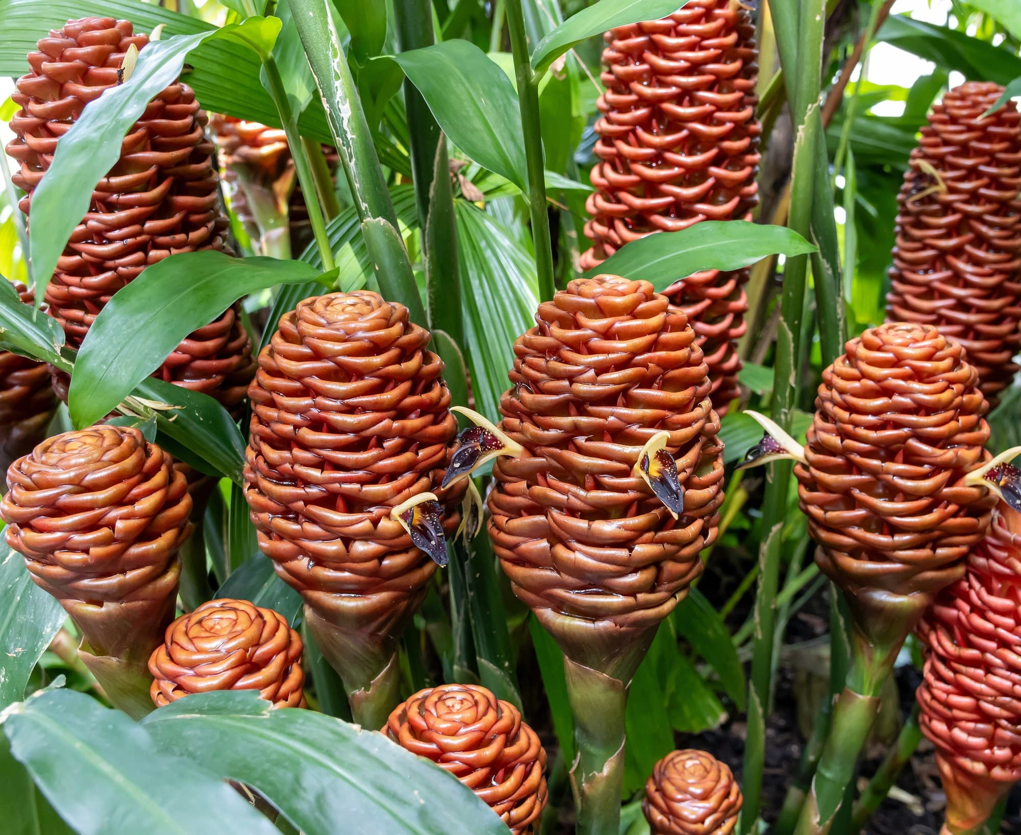 Beehive Ginger (Zingiber spectabile) flower