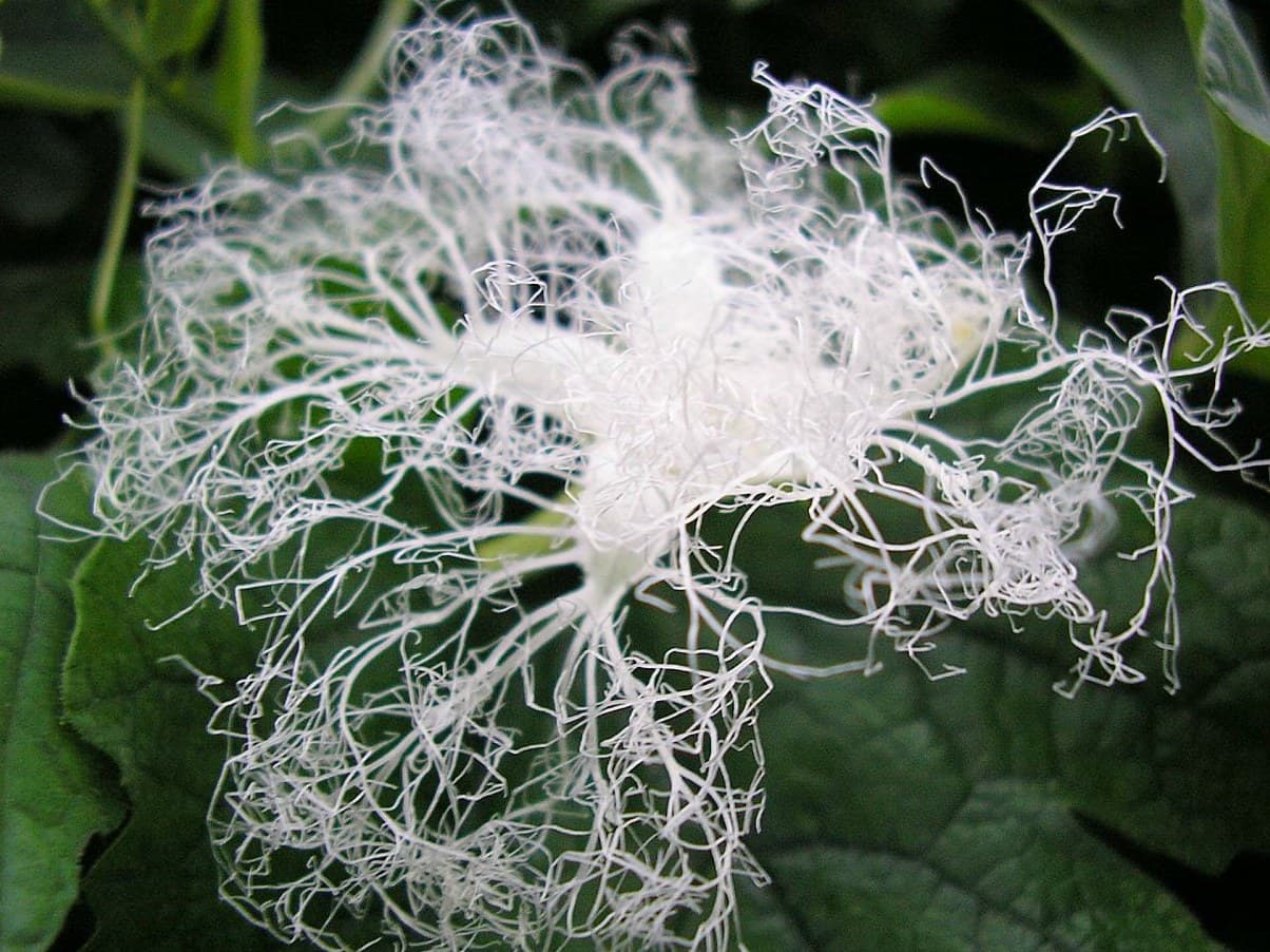 Snake Gourd Flower (Trichosanthes cucumerina) flower