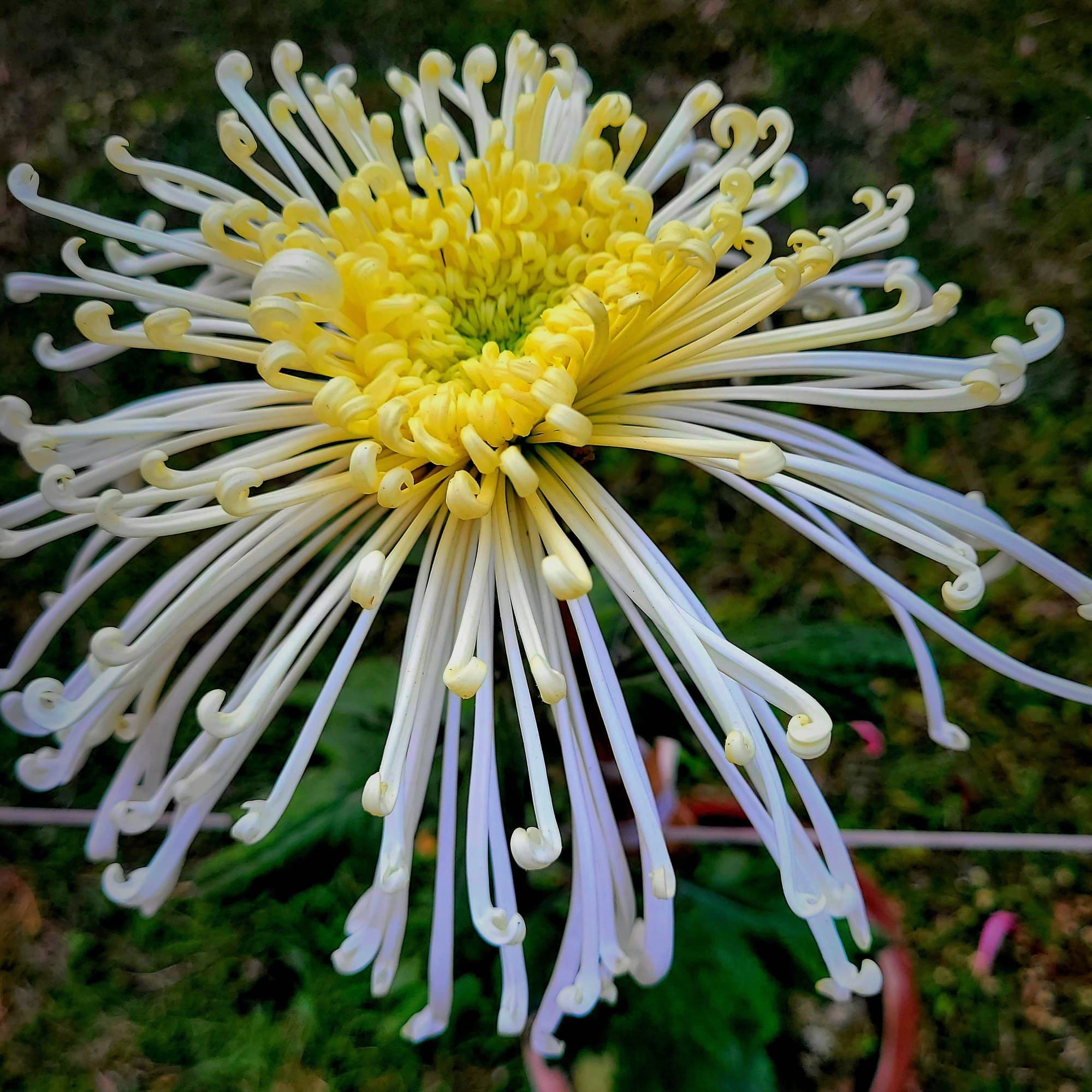 Spider Chrysanthemum (Chrysanthemum morifolium) flower