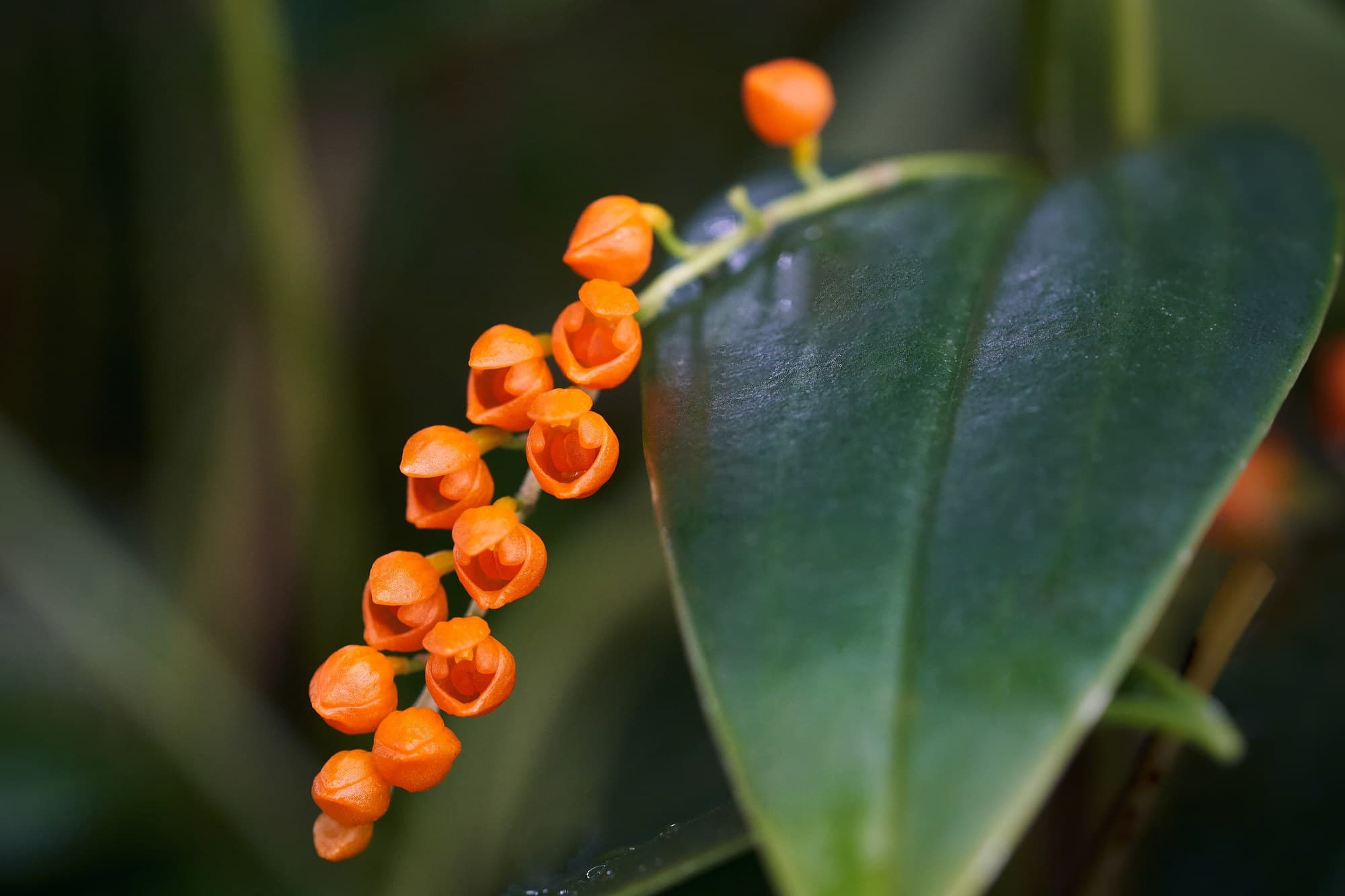 Pleurothallis truncata flower