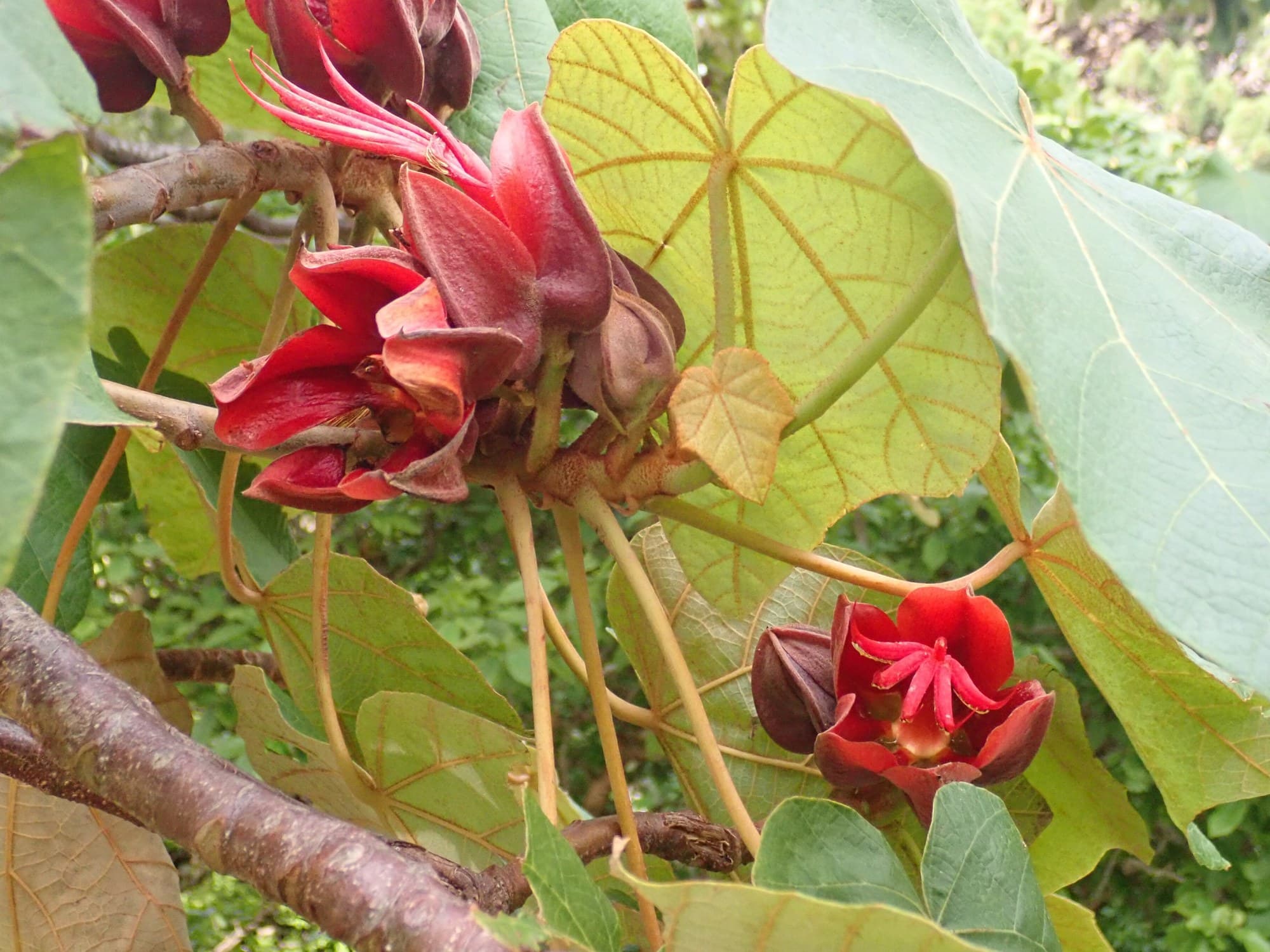 Devils Hand (Chiranthodendron pentadactylon) flower