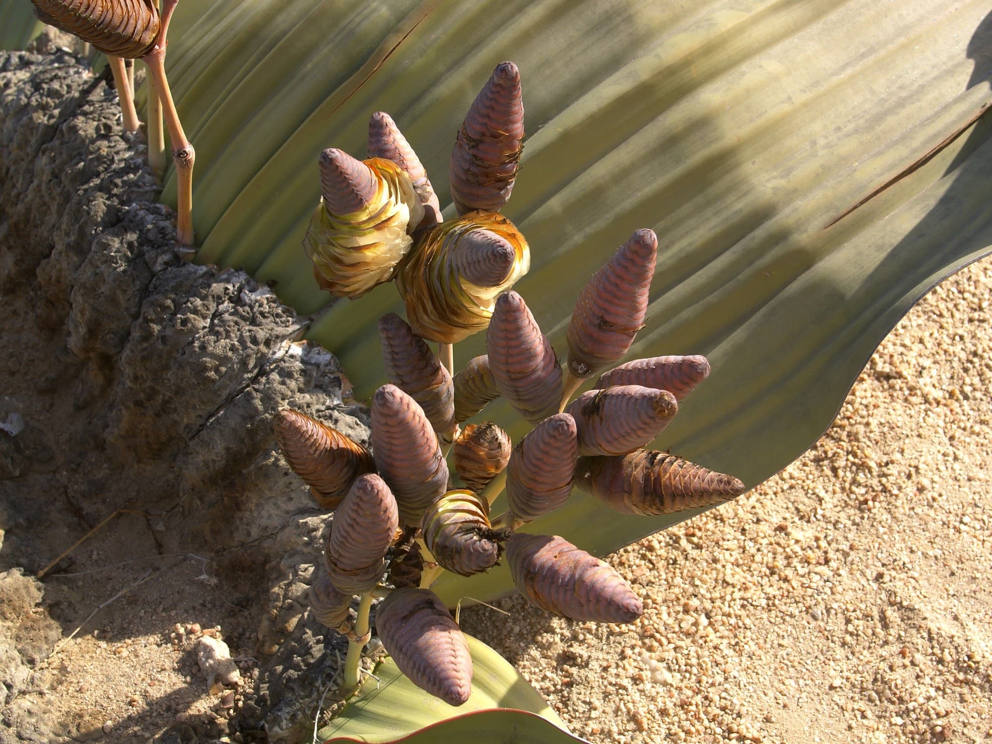 Welwitschia (Welwitschia mirabilis) flower