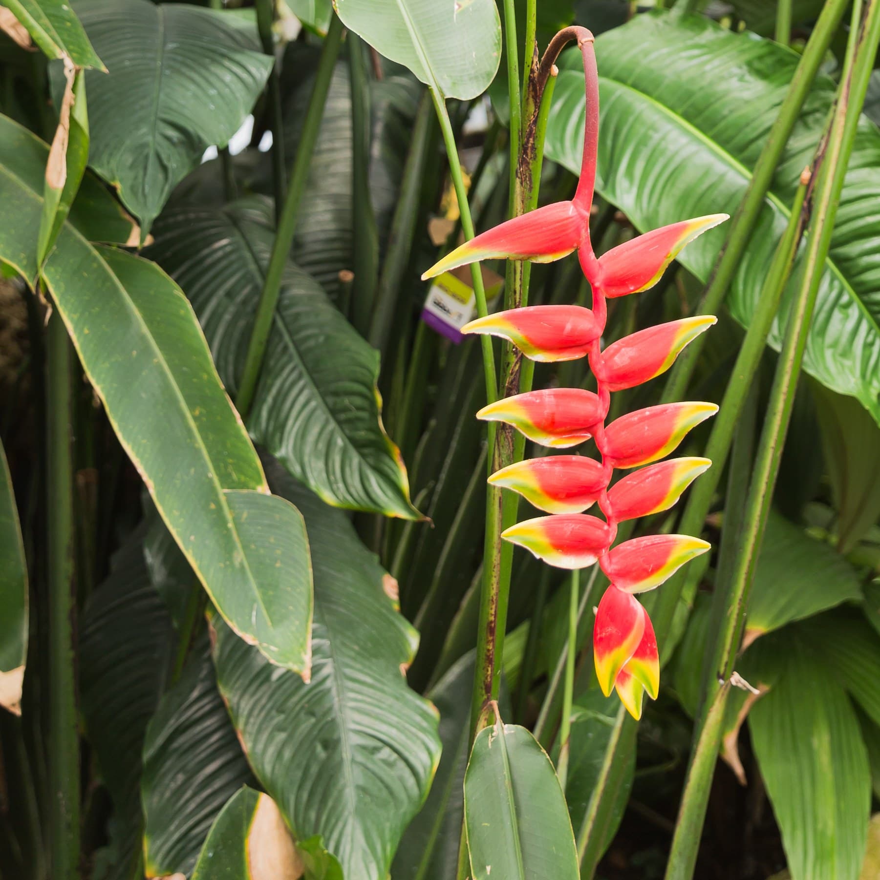 Lobster Claw (Heliconia rostrata) flower