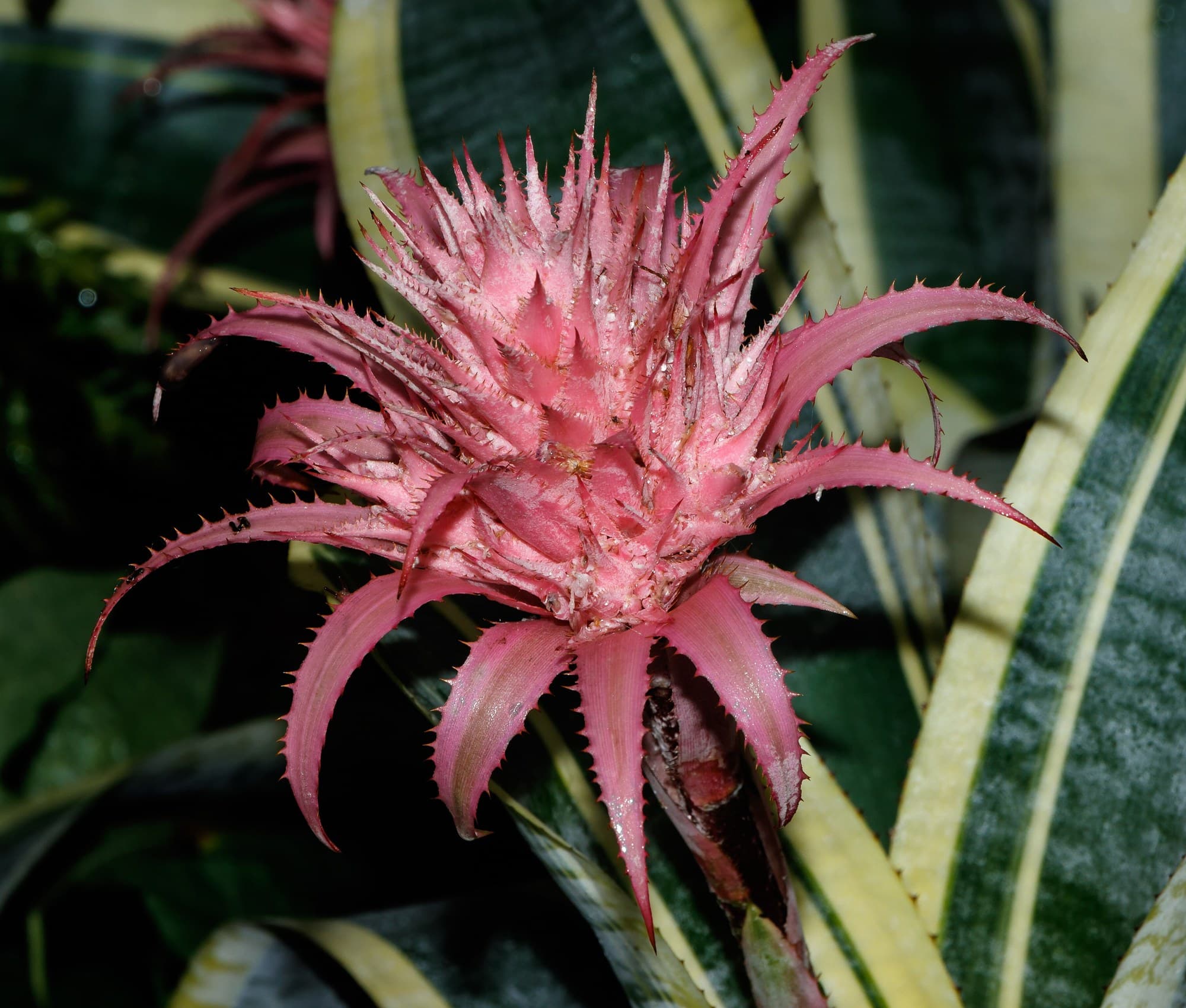 Silver Vase (Aechmea fasciata) flower