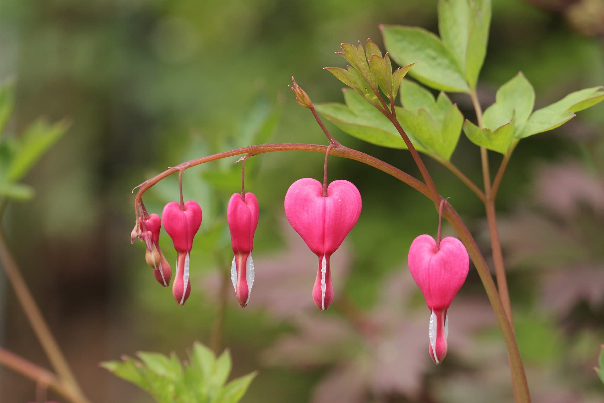 Bleeding Heart (Lamprocapnos spectabilis) flower