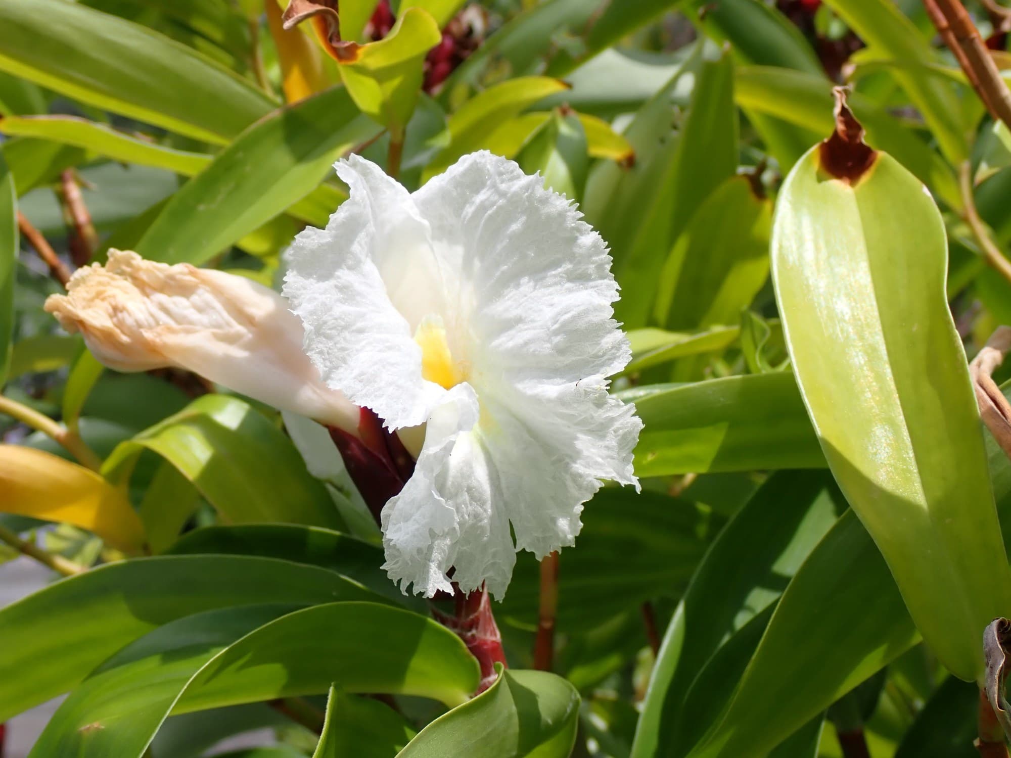 Crêpe ginger (Cheilocostus speciosus) flower