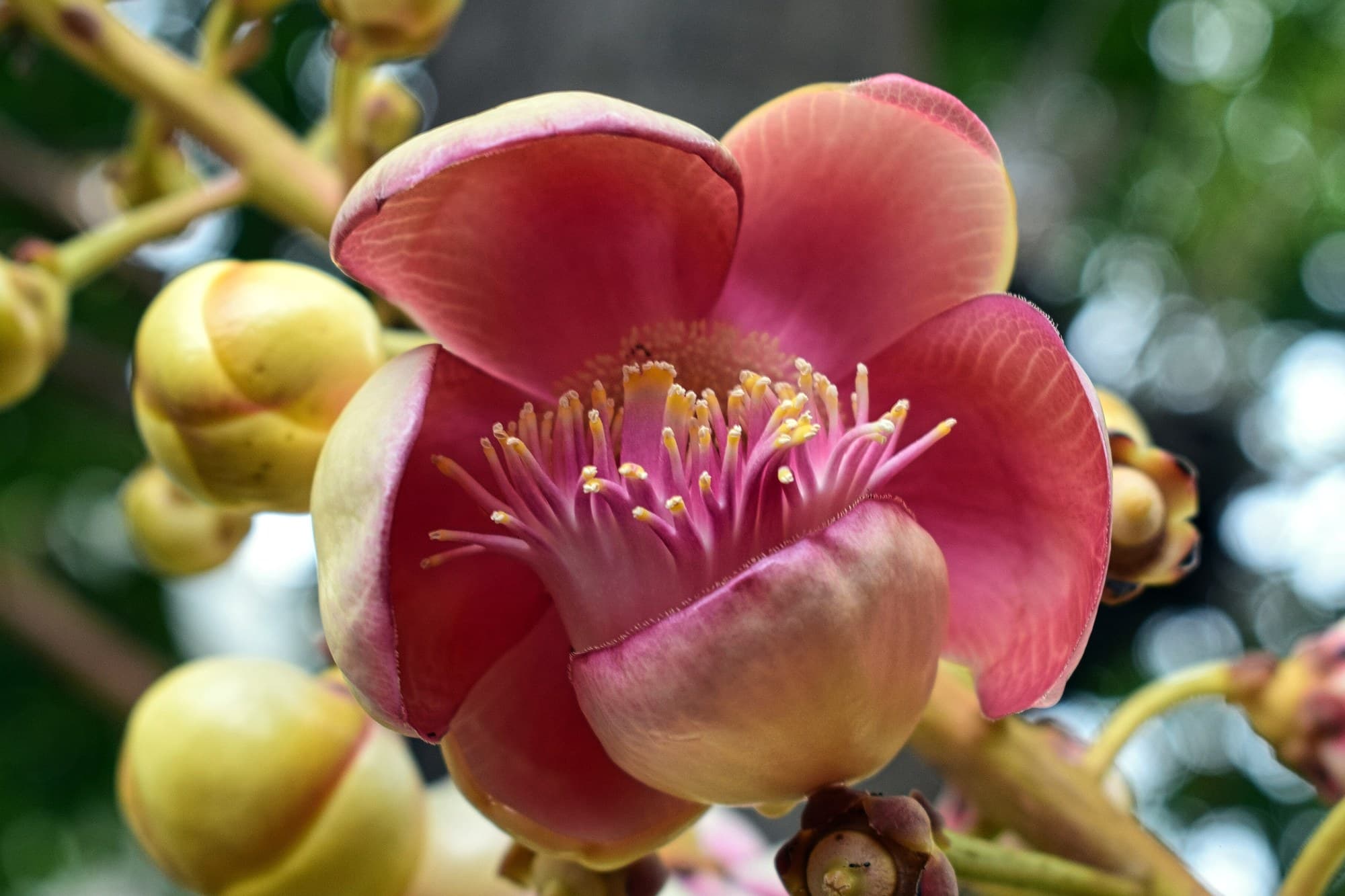 Cannonball tree (Couroupita guianensis) flower