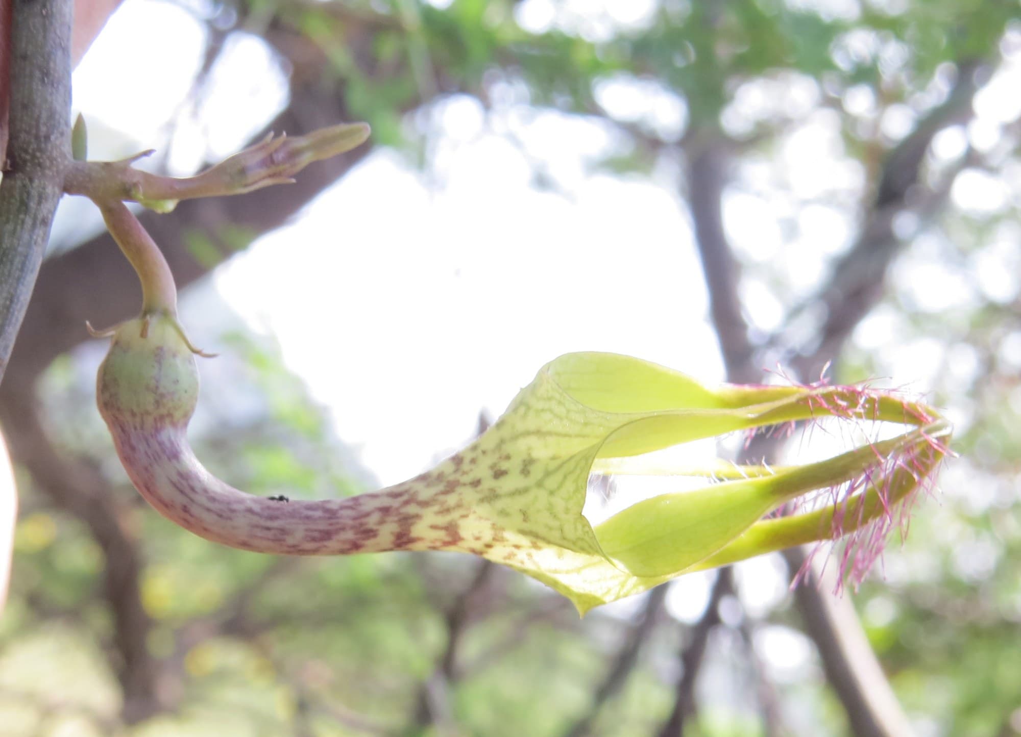 Ceropegia juncea flower, a close relative of Ceropegia denticulata