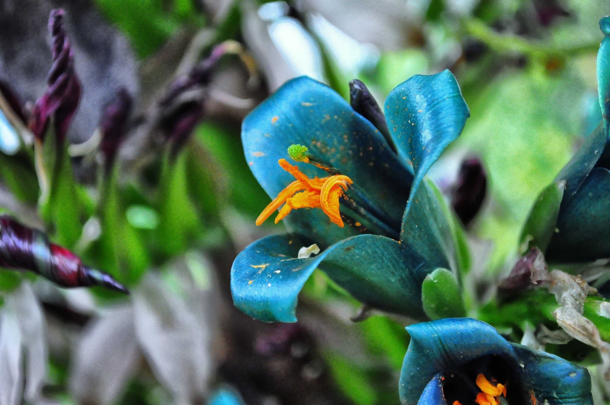 Turquoise flowers of Puya alpestris, a close relative of Puya berteroniana