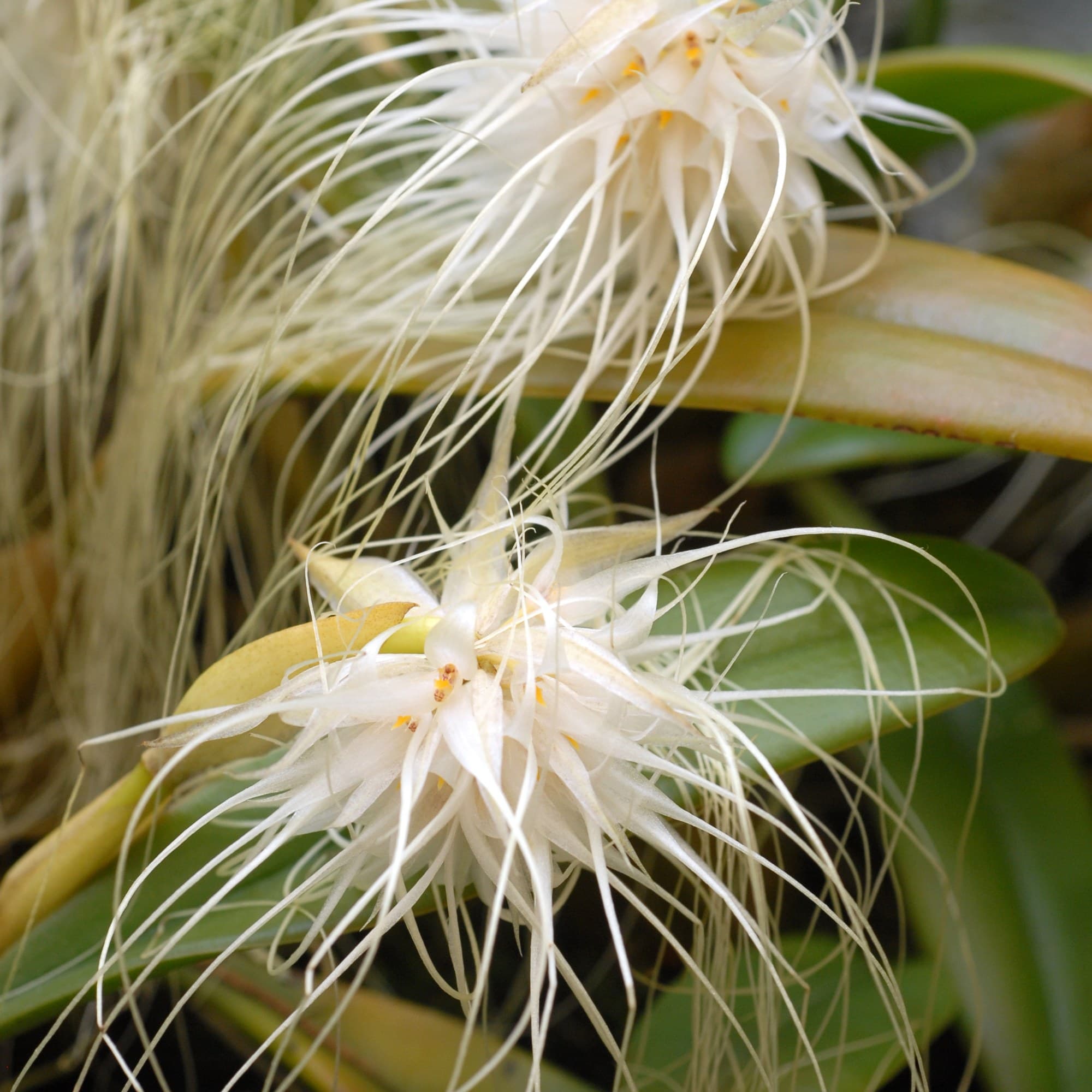 Bulbophyllum medusae flower