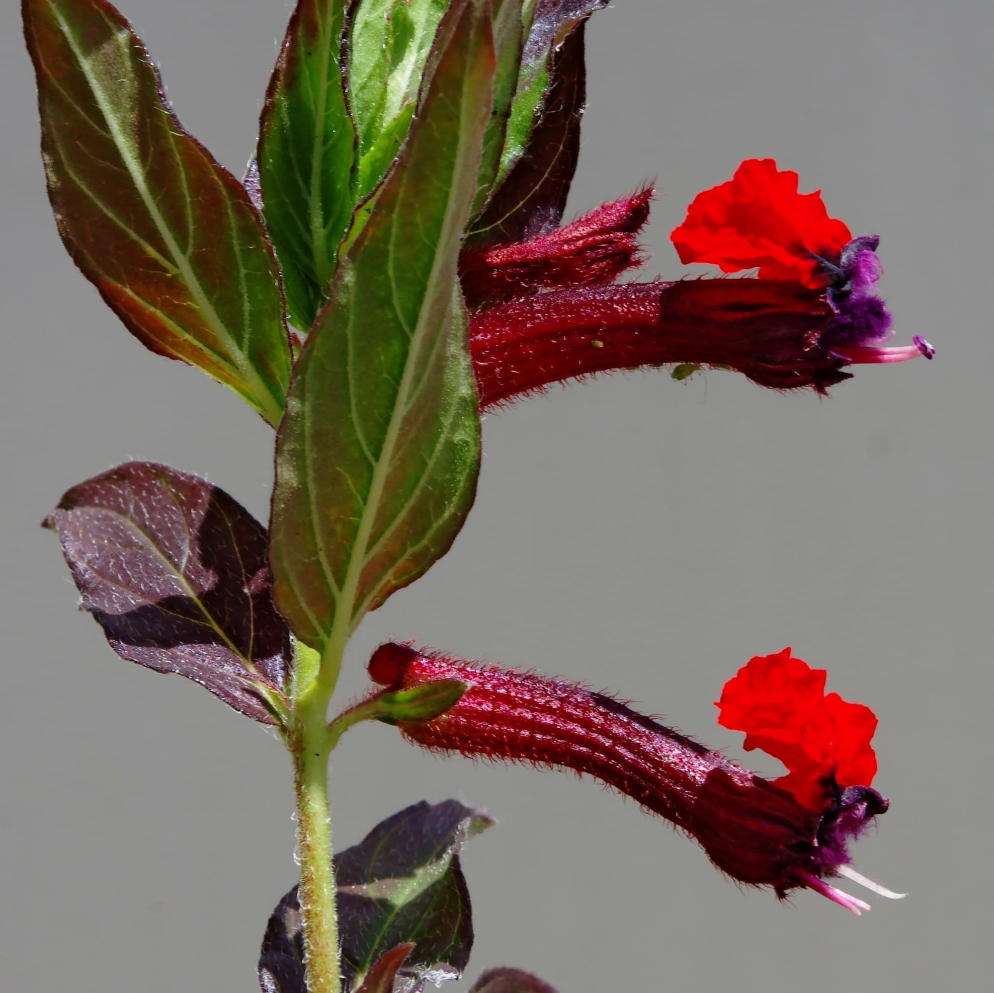 Bat faced Cuphea (Cuphea llavea) flower