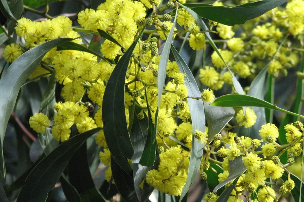 Flowers of the World: National Flowers of 33 Countries and Regions