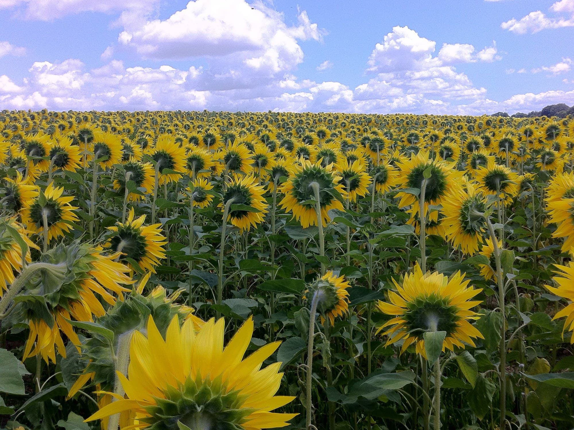 Field of sunflowers (Helianthus annuus), national flower of Ukraine