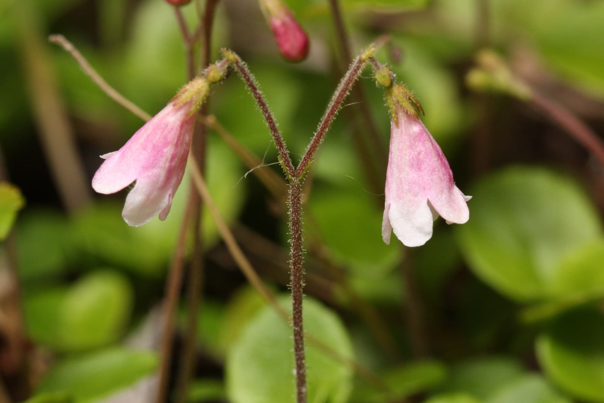 Twinflower (Linnaea borealis), national flower of Sweden