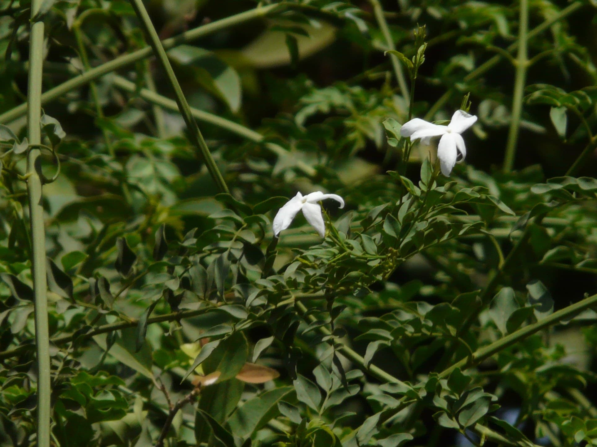 Common jasmine (Jasminum officinale) flowers