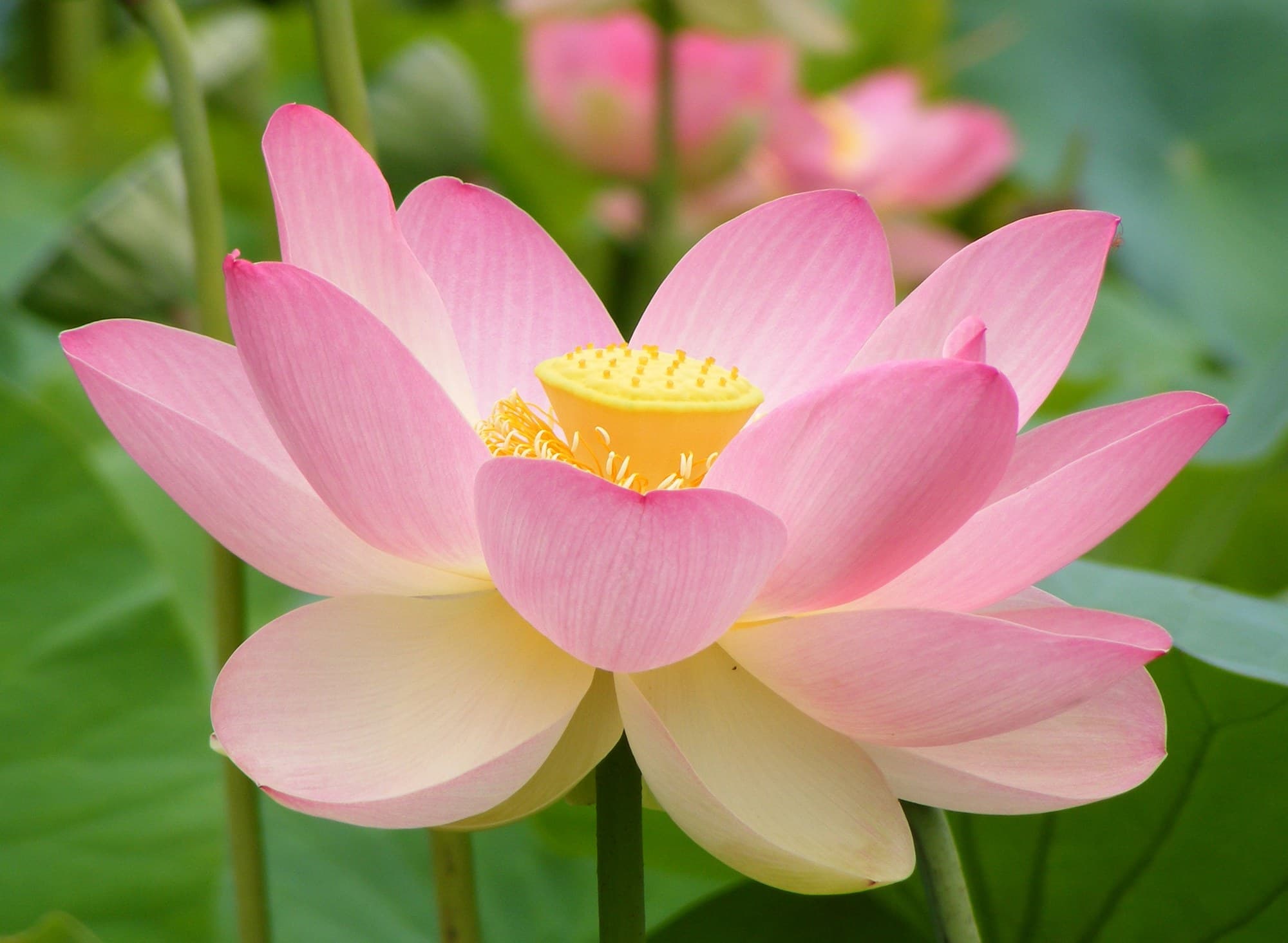 Sacred lotus (Nelumbo nucifera) flower
