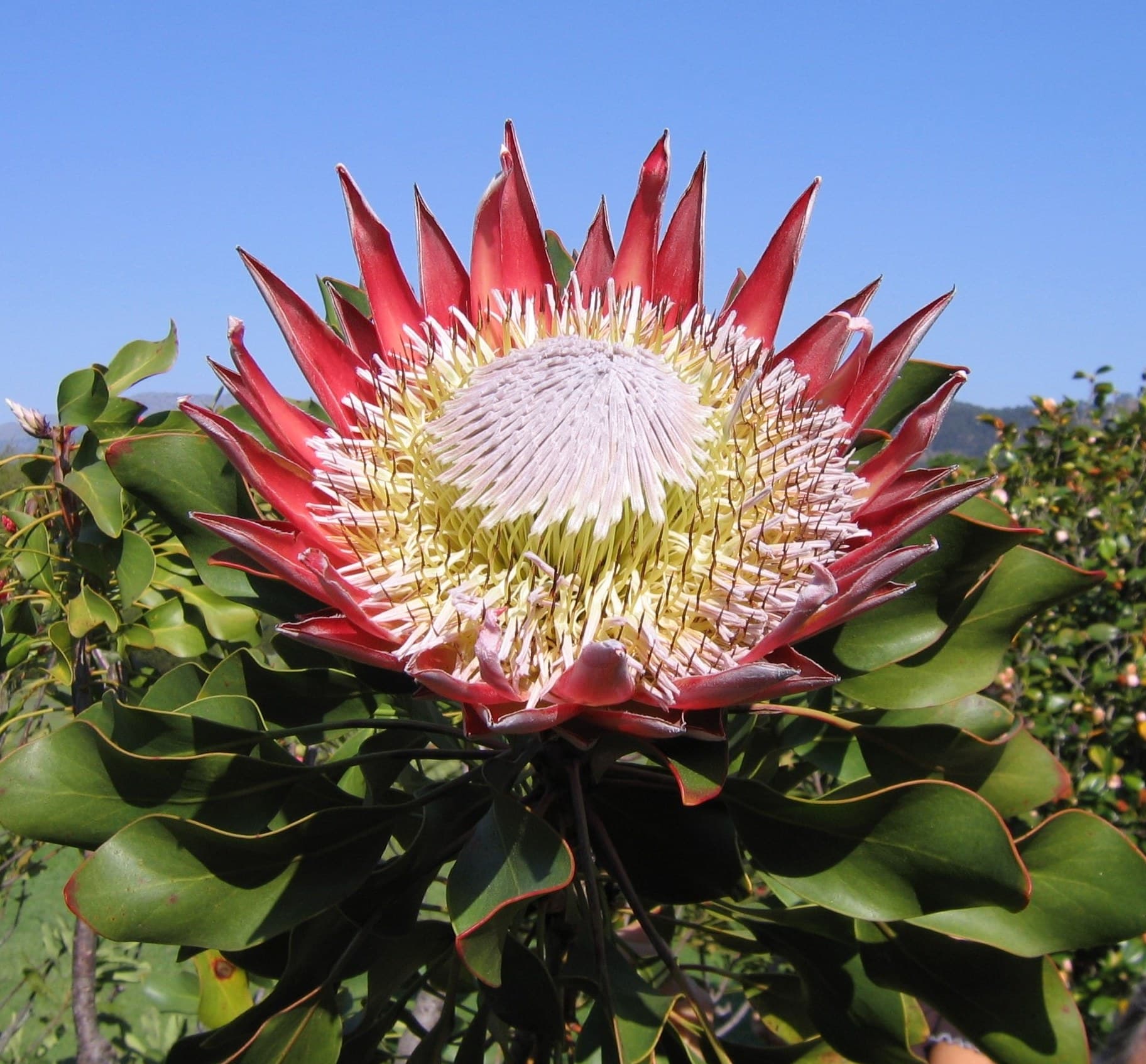 King protea (Protea cynaroides) flower