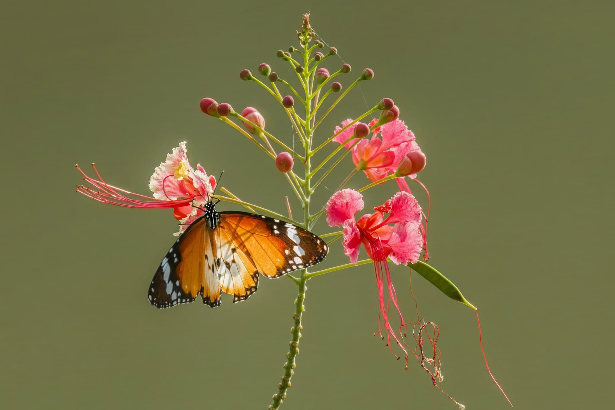 Pride of Barbados (Caesalpinia pulcherrima) flowers