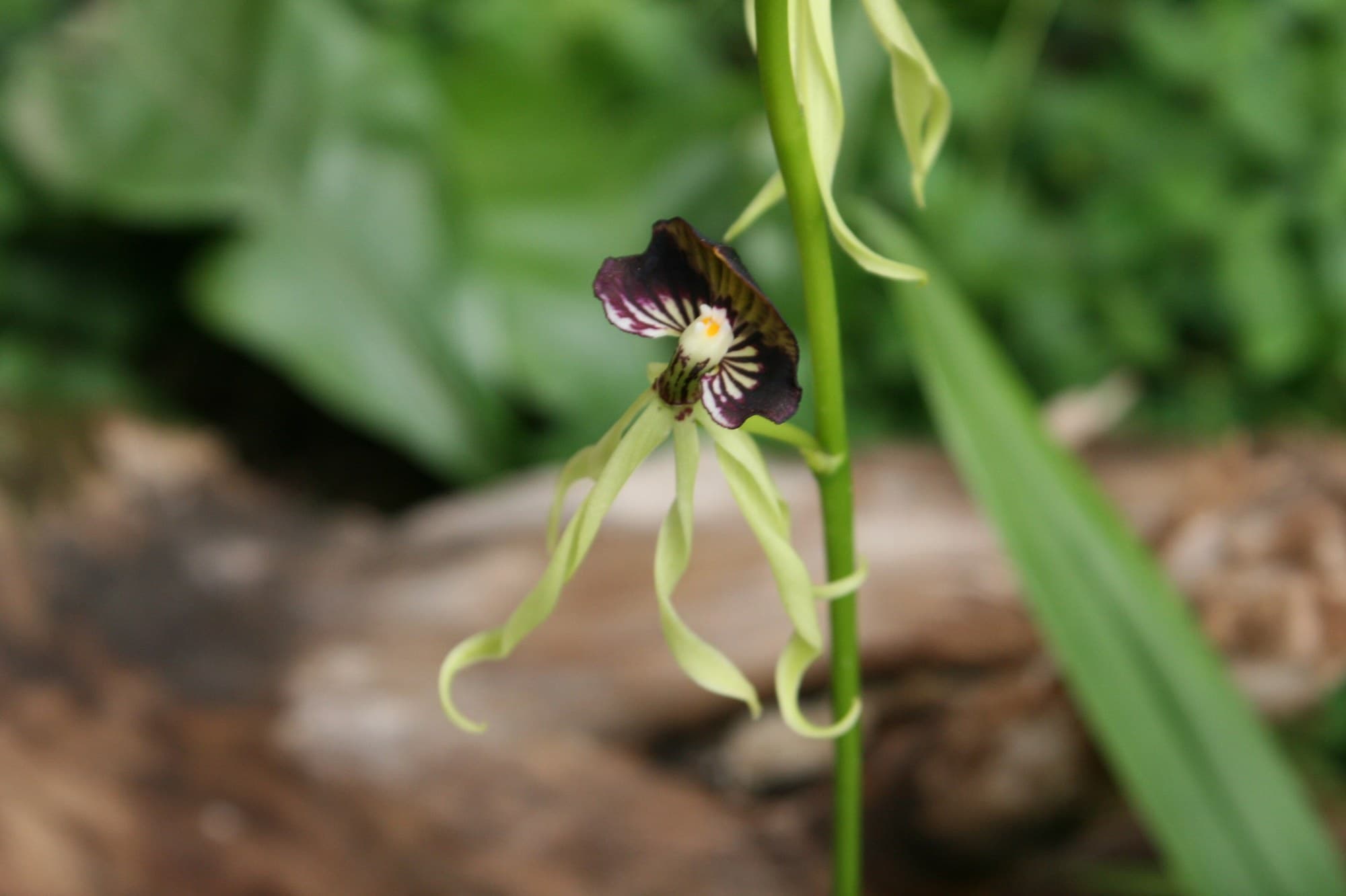 Clamshell orchid (Prosthechea cochleata)