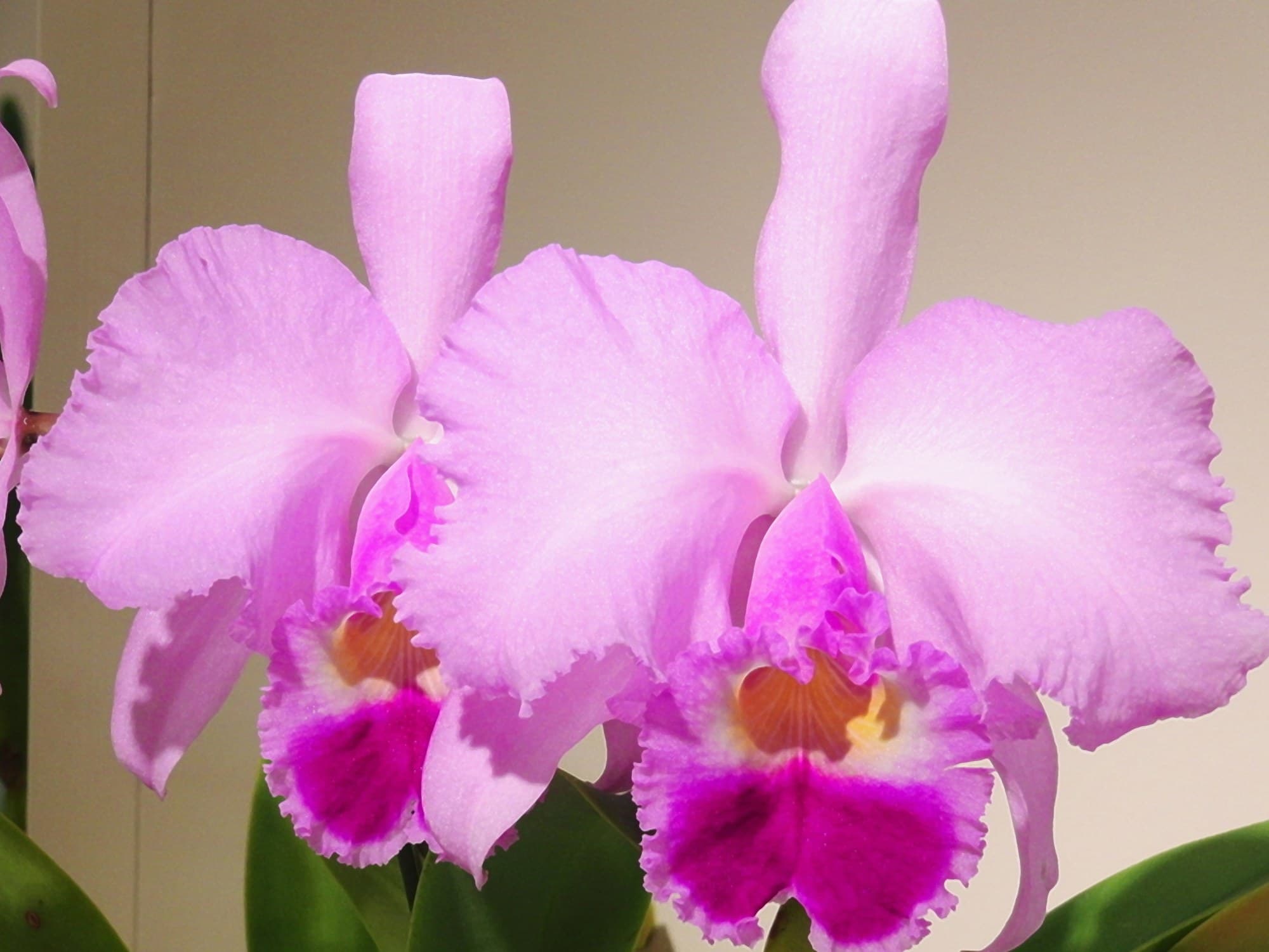 Christmas orchid (Cattleya trianae), national flower of Colombia